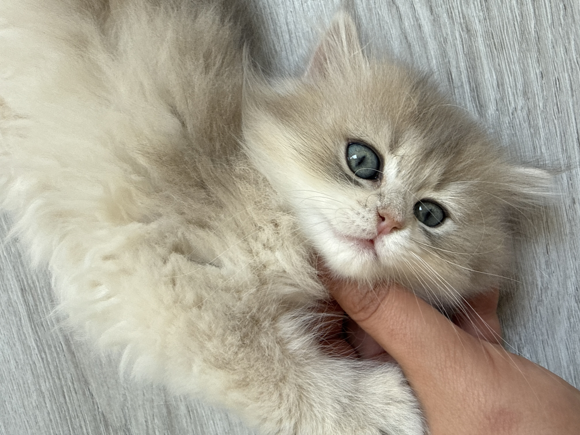 A fluffy, light-colored kitten with striking blue-green eyes lies on a light-colored wooden or laminate floor, looking directly at the camera. Its fur is predominantly cream, beige, and light grey, appearing soft and long. A human hand, with a fair skin tone and short, unpainted nails, is gently placed under the kitten's chin or neck on the right side of the frame, indicating an affectionate interaction. The kitten's small pink nose and long, white whiskers are clearly visible. The background is a uniform light greyish-brown floor with a distinct wood grain pattern. The scene is indoors, with soft ambient lighting. No specific time of day or weather conditions can be determined, and there are no visual cues within the image to confirm the provided location of Yurukovo, Bulgaria. No text is visible in the media file.