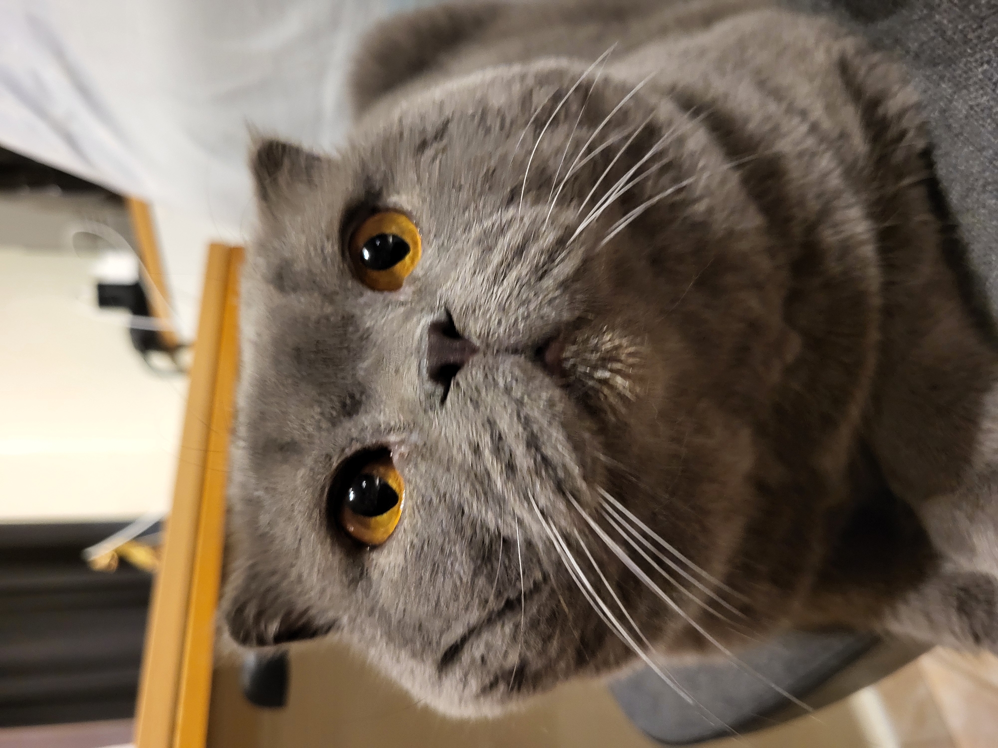 A close-up, eye-level shot shows a British Shorthair cat with round, orange eyes and grey fur. The cat is looking directly at the camera with a slightly concerned expression. Its ears are slightly folded, and its whiskers are prominent. The background is blurred, with hints of furniture and a white, possibly upholstered surface. The lighting is soft and natural. The scene is indoors, but the specific location within a city cannot be determined.