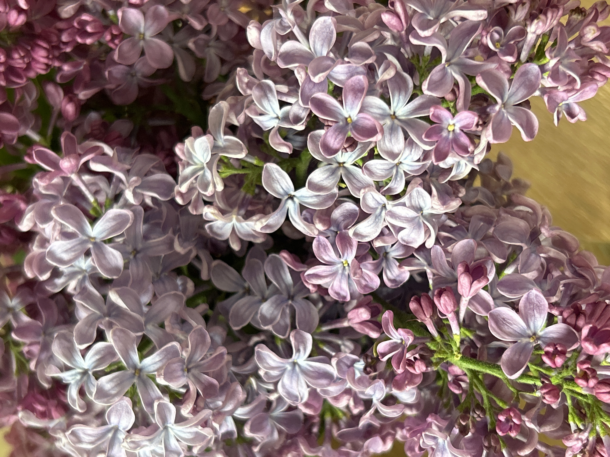 The image is a close-up photograph of a cluster of light purple lilac flowers in bloom. The flowers have four petals each and are densely packed together, creating a textured and layered composition. The lighting is soft and diffused, highlighting the delicate details of the petals and their subtle color variations. The background is out of focus and appears to be a light-colored surface, possibly wood. The location and city are unknown.
