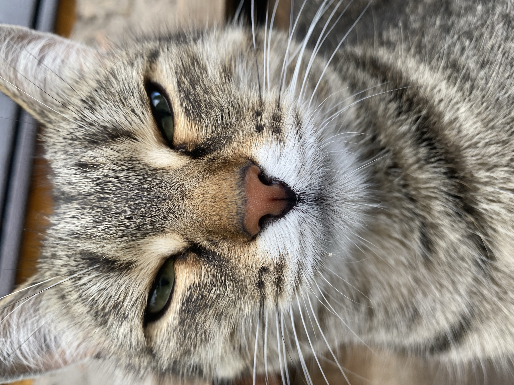A close-up, head-on, eye-level shot captures the face of a tabby cat. The cat's fur is a mix of gray, black, and brown stripes. Its eyes are green and appear slightly narrowed, giving it a stern expression. The cat's nose is pink and moist. Long white whiskers extend from its muzzle. The background is blurred, but appears to be outdoors with hints of brown wooden textures. The image is a portrait of the cat's facial features, with no other subjects or activities visible. The cat is not in any specific location within the city of Tujmazy, Russia, as there are no identifiable landmarks or contextual clues in the image to suggest a location.