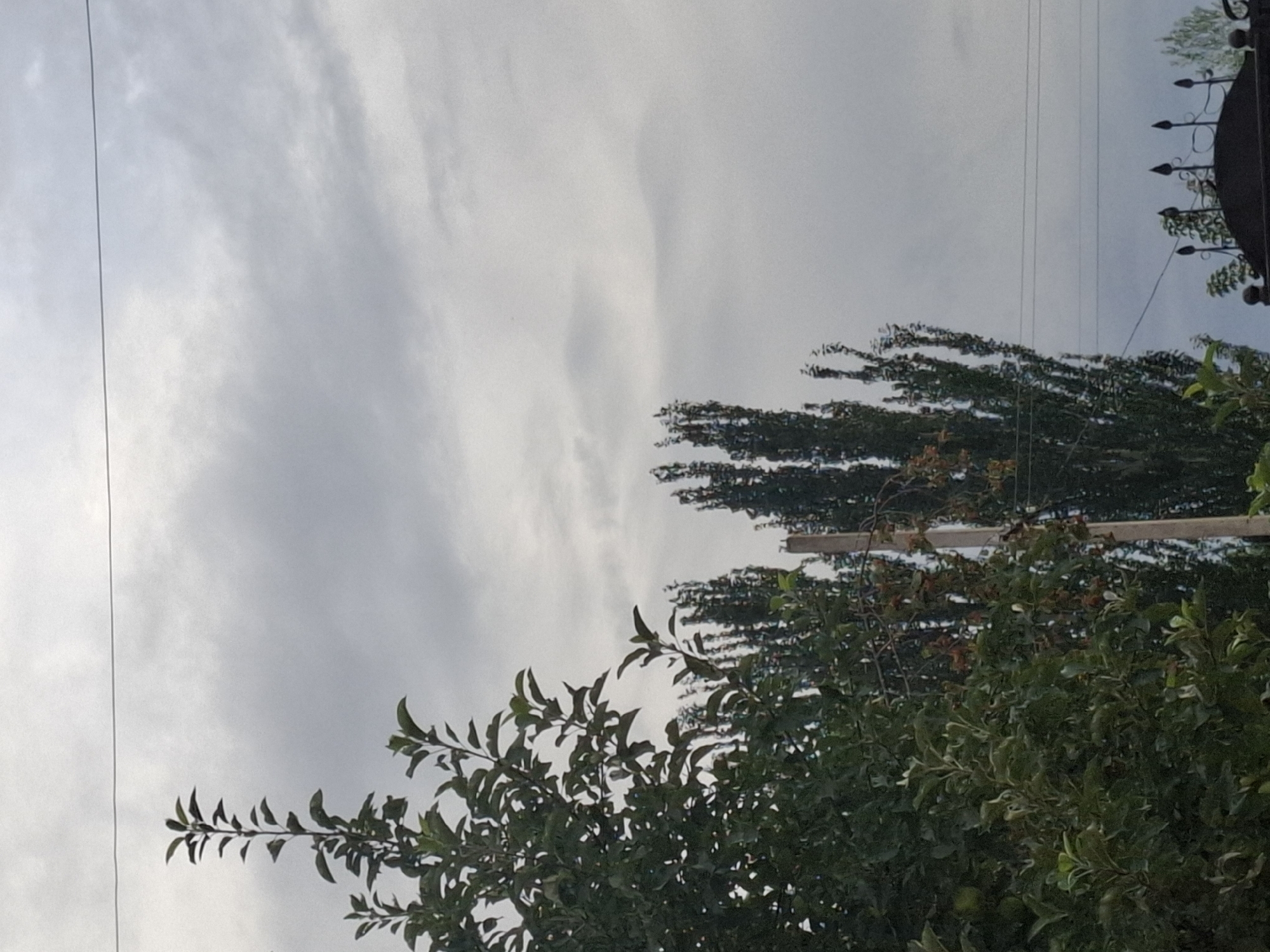 In Jeti-Ögüz, Kyrgyzstan, an outdoor scene unfolds beneath an overcast sky. On the left, a large, leafy tree with abundant green foliage dominates the foreground. To its right, a cluster of tall, slender trees with dark green leaves stretches upwards, resembling poplars. A light-colored utility pole stands prominently between these two groups of trees, positioned slightly to the right of center. The sky above is a muted gray, with visible cloud formations. In the lower right corner of the image, the top of a decorative black metal fence, possibly part of a gate, is visible, featuring pointed finials. Power lines are strung horizontally across the upper portion of the frame. There are no people or visible animals in the image.