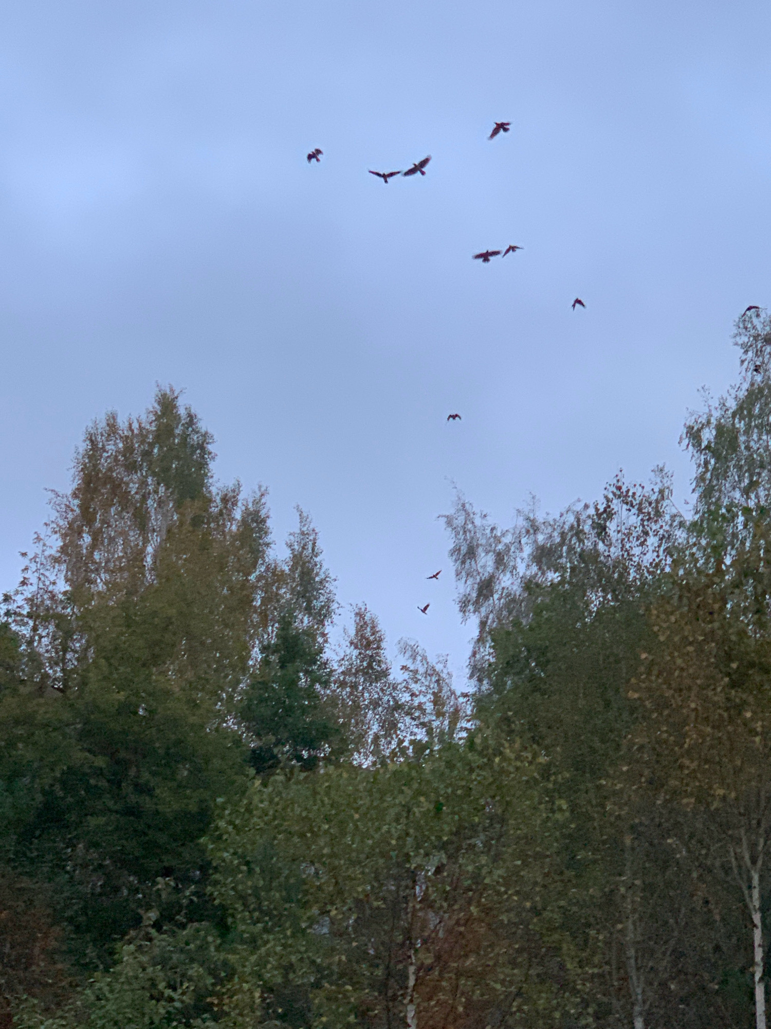 This image depicts a flock of birds flying against a pale, overcast sky. The birds, appearing as small, dark silhouettes, are scattered across the upper portion of the frame. Below the sky, a dense canopy of trees occupies the lower half of the image. The trees are a mix of deciduous and coniferous types, with foliage showing autumnal colors of green, brown, and hints of red. The overall impression is of a natural landscape, possibly a park or forest edge, under a subdued, cloudy sky. There is no indication of any urban environment or specific location within Prokopyevsk, Russia.