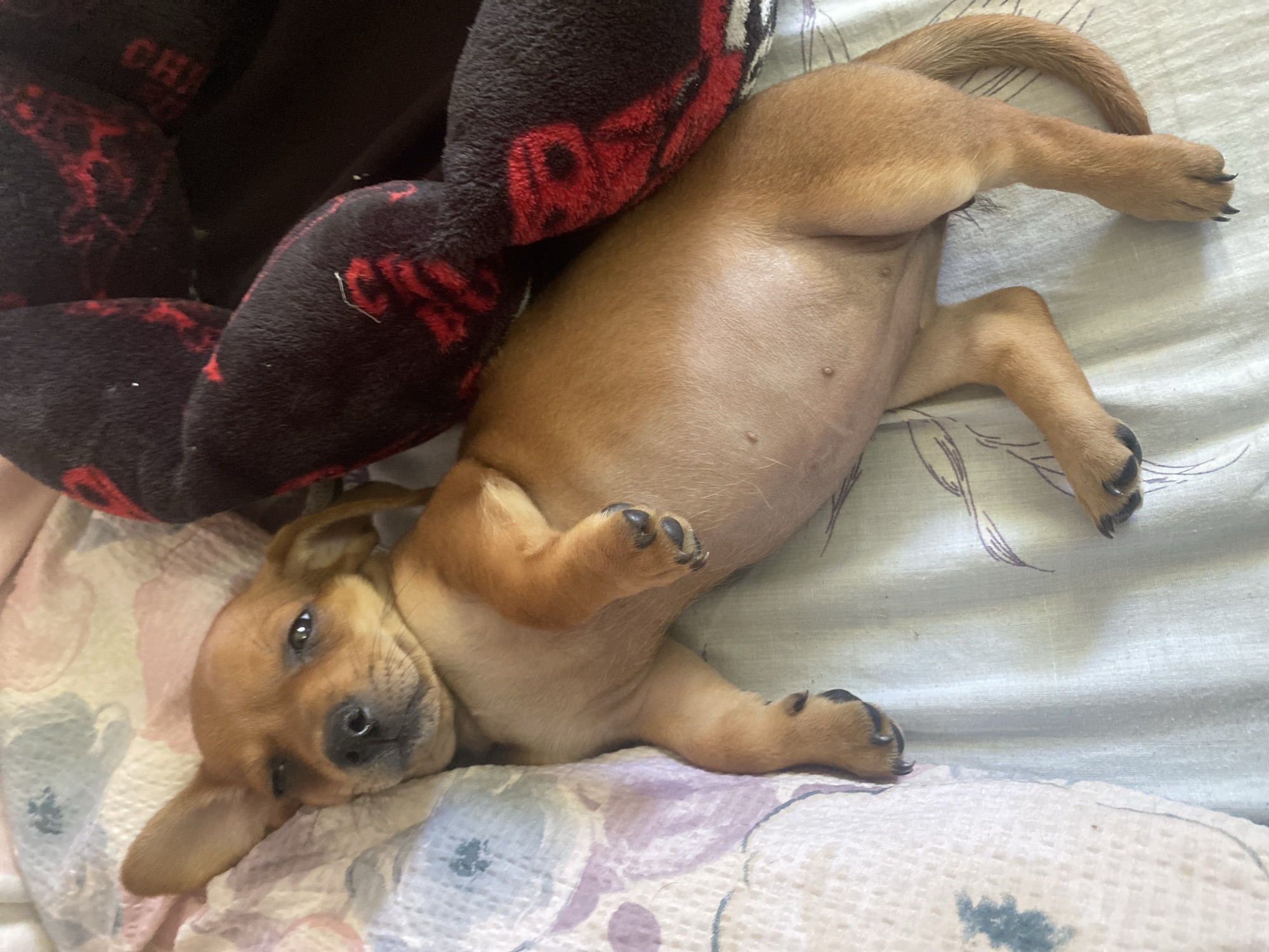 A small, light brown puppy is lying on its back on a bed. The puppy has its eyes partially closed and its head tilted to the left. Its front paws are resting on its chest, and its hind legs are stretched out. The puppy is lying on a light blue and white patterned sheet. To the right of the puppy is a dark red and black blanket with a pattern. The scene appears to be indoors, in a domestic setting. There are no indications of the location being in the city of Dnipro, Ukraine.