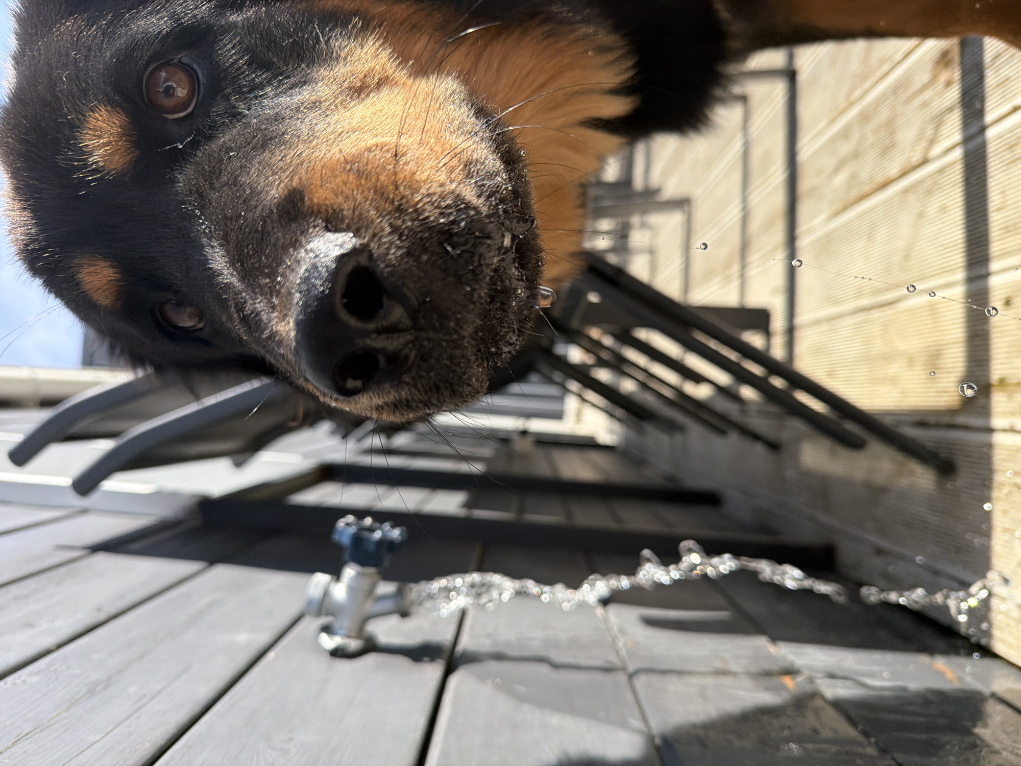 A Rottweiler dog is drinking water from a running faucet on a wooden deck. The faucet is mounted on a grey wooden wall, and water is cascading down, creating a stream of droplets. The dog's head is close to the faucet, with water dripping from its muzzle. The background shows more wooden planks and some chairs. The image is taken outdoors, likely in a residential area. No specific location in the city of Степаньково, Russia is identifiable from the image.