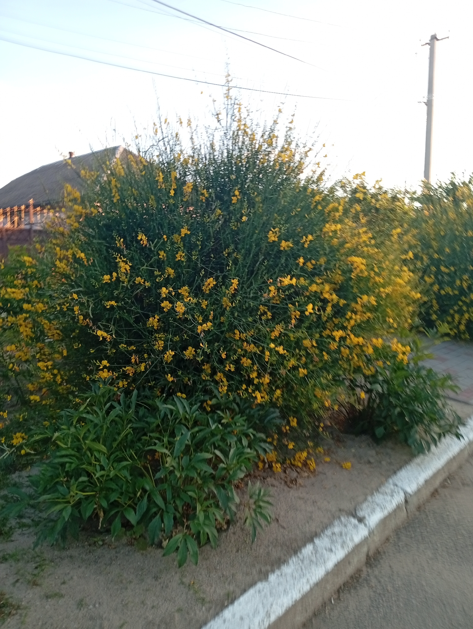 In Mykolaiv, Ukraine, on an overcast day, a view shows a large, bushy plant with small yellow flowers and lush green foliage in the foreground. This plant is situated near a white-lined curb, adjacent to a paved walkway. Behind the blooming plant, a building with a dark roof and a wooden fence can be seen. Further in the background, a utility pole with wires stretching across the sky is visible. The overall scene depicts an outdoor urban environment with residential elements and street infrastructure.
