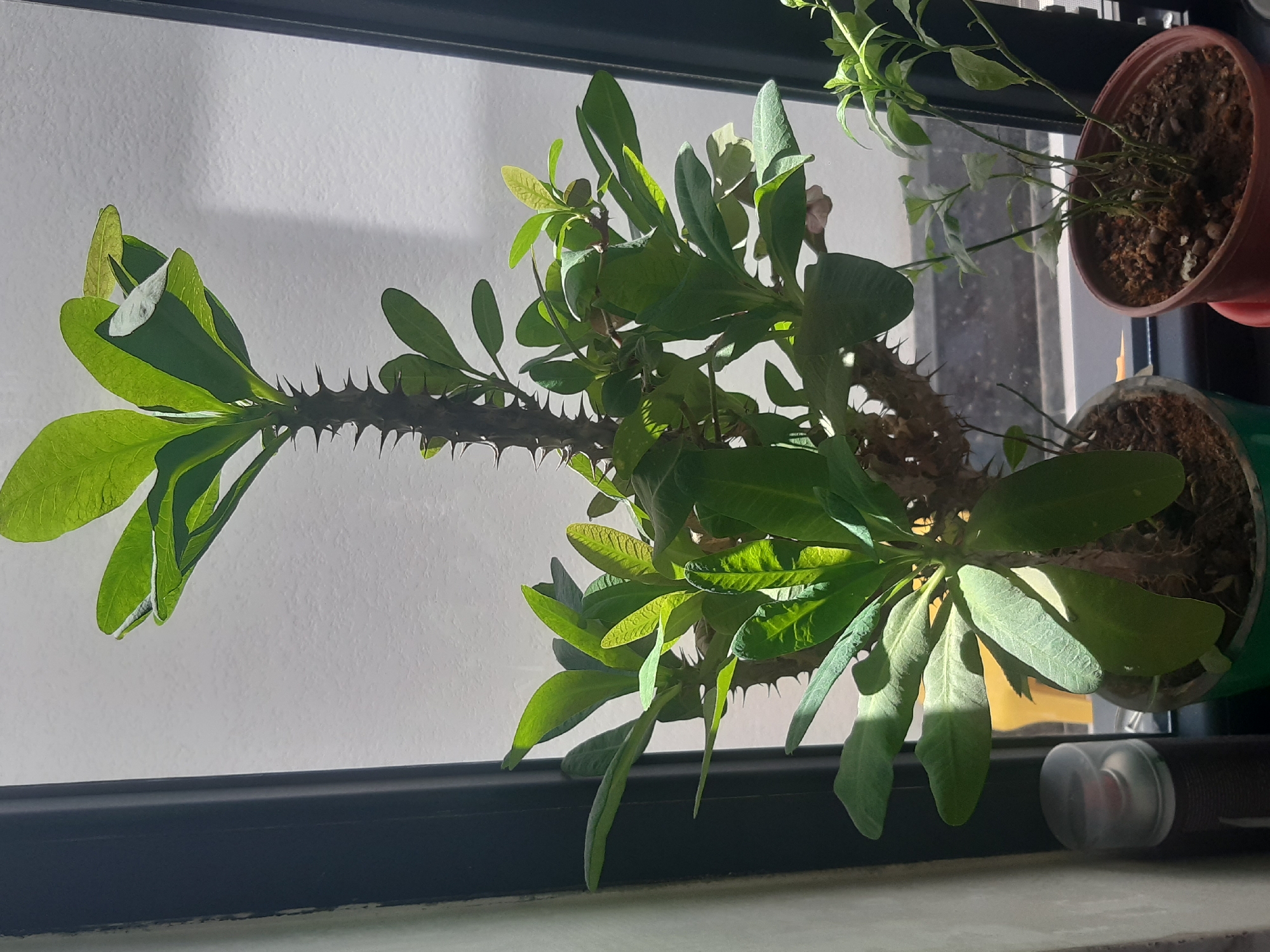 The image shows a thorny plant with green leaves positioned in a pot on a windowsill. The plant has a thick, spiky stem and several branches with broad, oval-shaped leaves. Sunlight streams in from the right, casting shadows on the leaves and the white textured wall behind the plant. To the left of the main plant, a spray can is visible on the windowsill, and to the right, a smaller plant in a brown pot is growing. The scene is indoors, likely in a residential setting, given the presence of houseplants and a windowsill. The background suggests a window overlooking an outdoor environment, though details are obscured by light and shadow. There is no specific indication of the city of Tashkent, Uzbekistan, or any other urban location.