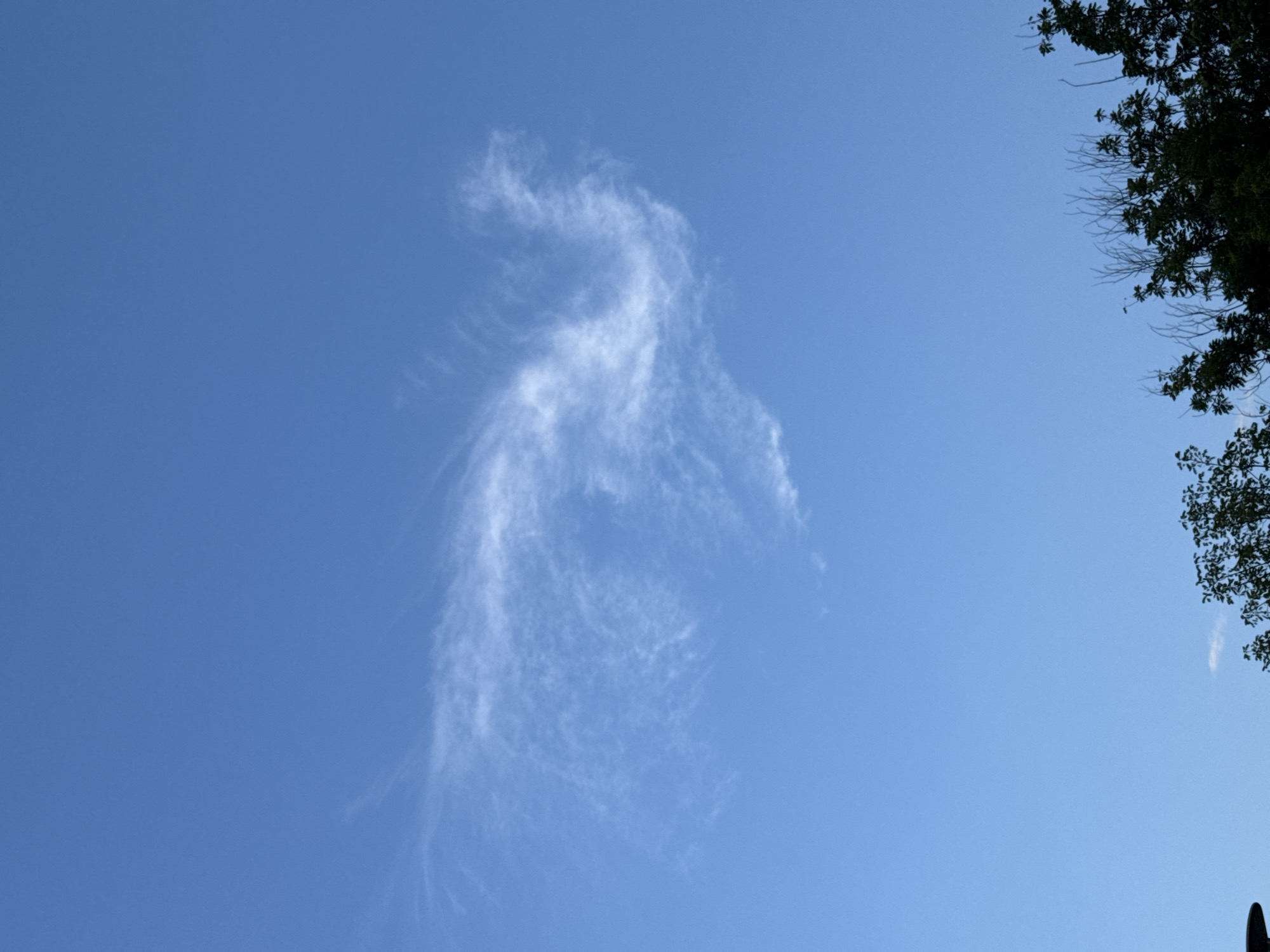 The image captures a clear blue sky with a wispy, cirrus cloud formation. The cloud is elongated and appears somewhat abstract, resembling a stylized figure or a swirling pattern. On the right side of the frame, the upper branches of a dark green tree are visible, with some of its leaves silhouetted against the sky. The branches extend down from the top right corner, adding a natural border to the scene. The bright sky suggests it is daytime, likely mid-morning or afternoon given the illumination. The overall mood is serene and peaceful, emphasizing the natural beauty of the sky and the fleeting form of the cloud. The location context is Parma, Italy. There is no visible text in the image.