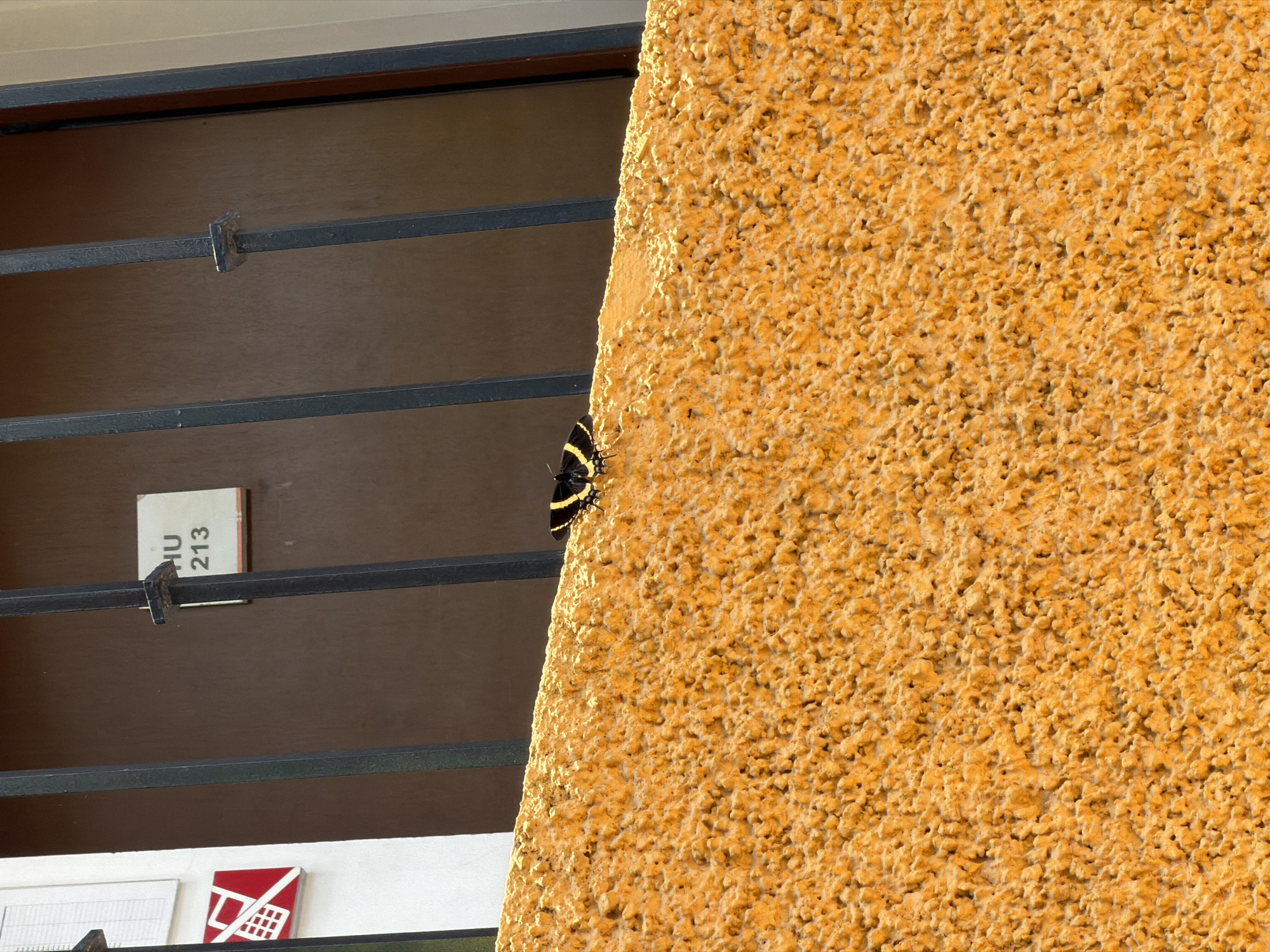 The image shows a close-up view of a textured, orange-painted wall in San Andrés Cholula, Mexico. A butterfly with black and yellow stripes is visible, partially obscured by the wall. To the left of the wall, a window with dark brown framing is visible. A small, white sign with "HU 213" printed on it is affixed to one of the window frames. Underneath that sign, a red and white logo is visible. The scene appears to be outdoors in daylight, with strong sunlight illuminating the wall.