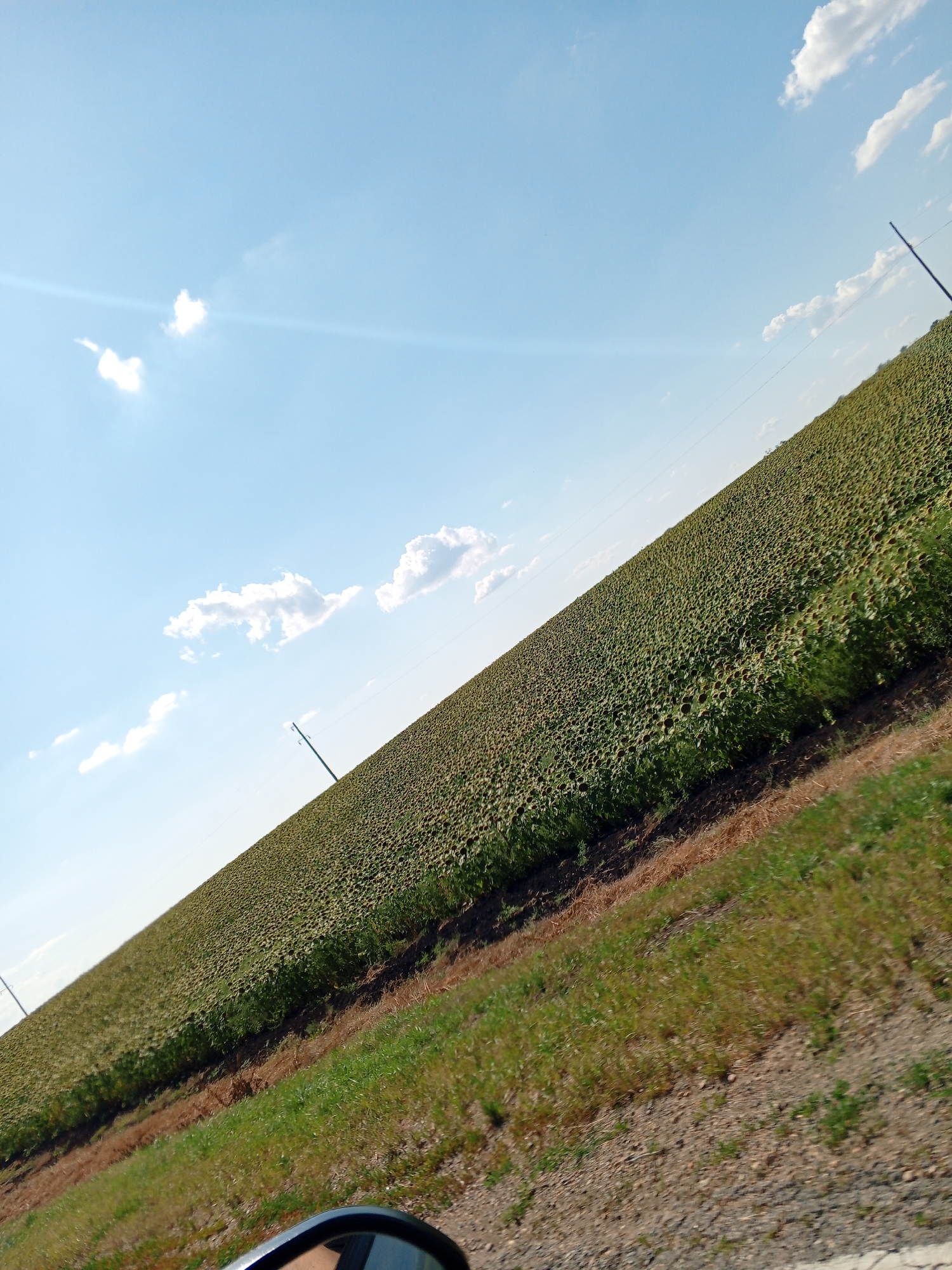 An eye-level, angled medium shot captures a vast field of sunflowers under a bright blue sky with scattered white clouds. The field slopes upwards from the lower right to the upper left of the frame, appearing dense with mature sunflowers. A power line pole is visible in the upper right quadrant, with a thin wire extending from it. The foreground shows a roadside with gravel and green grass, and a portion of a car's side mirror is visible in the lower left corner, reflecting a hand. The scene is outdoors, suggesting a rural or agricultural setting.