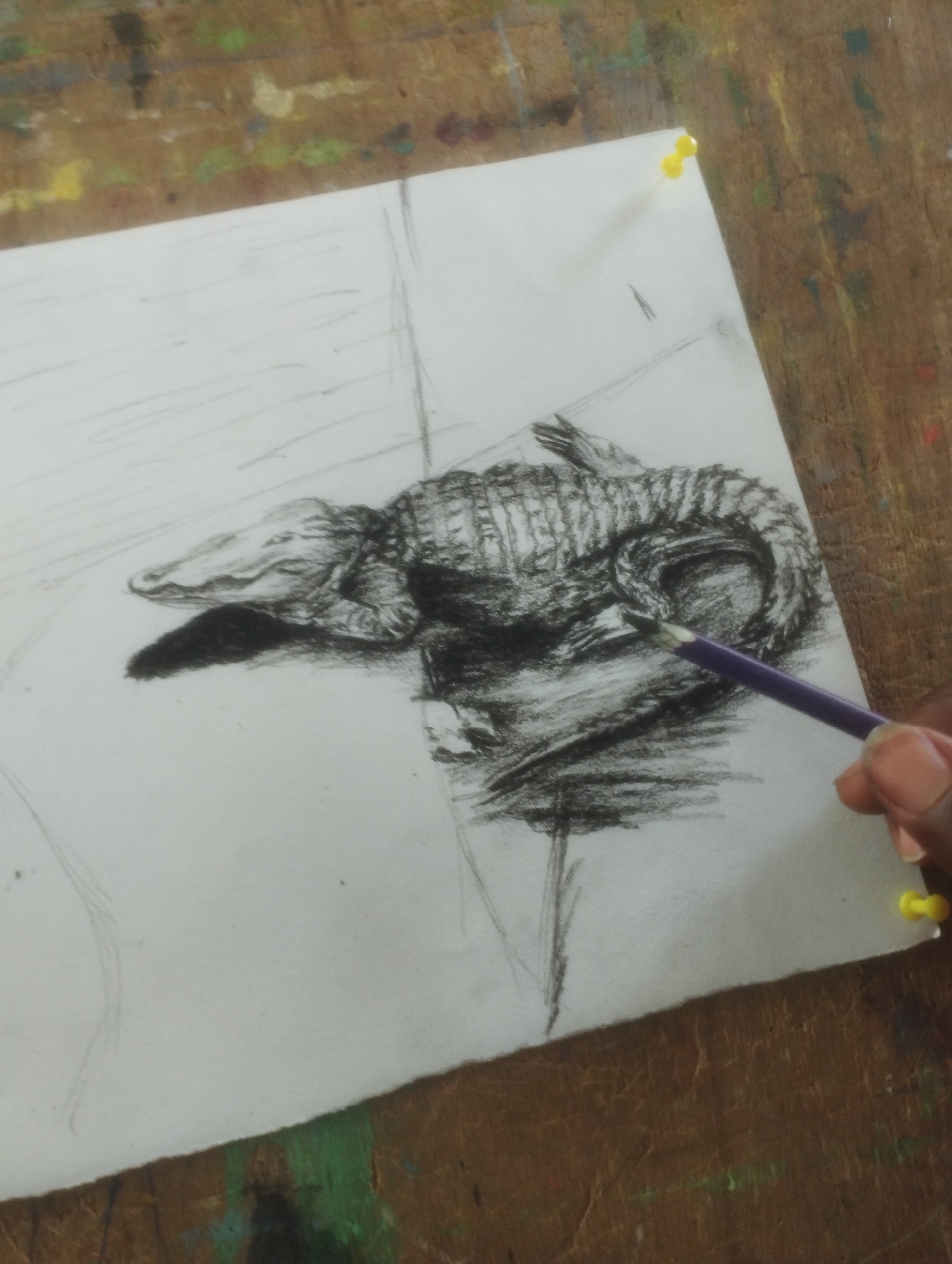 This media file depicts a close-up shot of an artist's hands working on a charcoal drawing of an alligator. The drawing is on a piece of white paper, which is pinned to a wooden surface with yellow pushpins. The wooden surface appears to be a table or workbench, with visible paint splatters in various colors, suggesting an art studio environment. The alligator drawing is partially completed, with some areas rendered in detail, such as the scales and texture of its skin, while other areas are still sketched out. A purple colored pencil is visible in the artist's hand, actively being used to shade and add detail to the drawing. The focus is on the creative process, with the artist's hand and the drawing as the central elements. The lighting suggests an indoor setting, possibly during the day, though no specific time cues are evident. The overall mood is one of concentration and artistic creation.