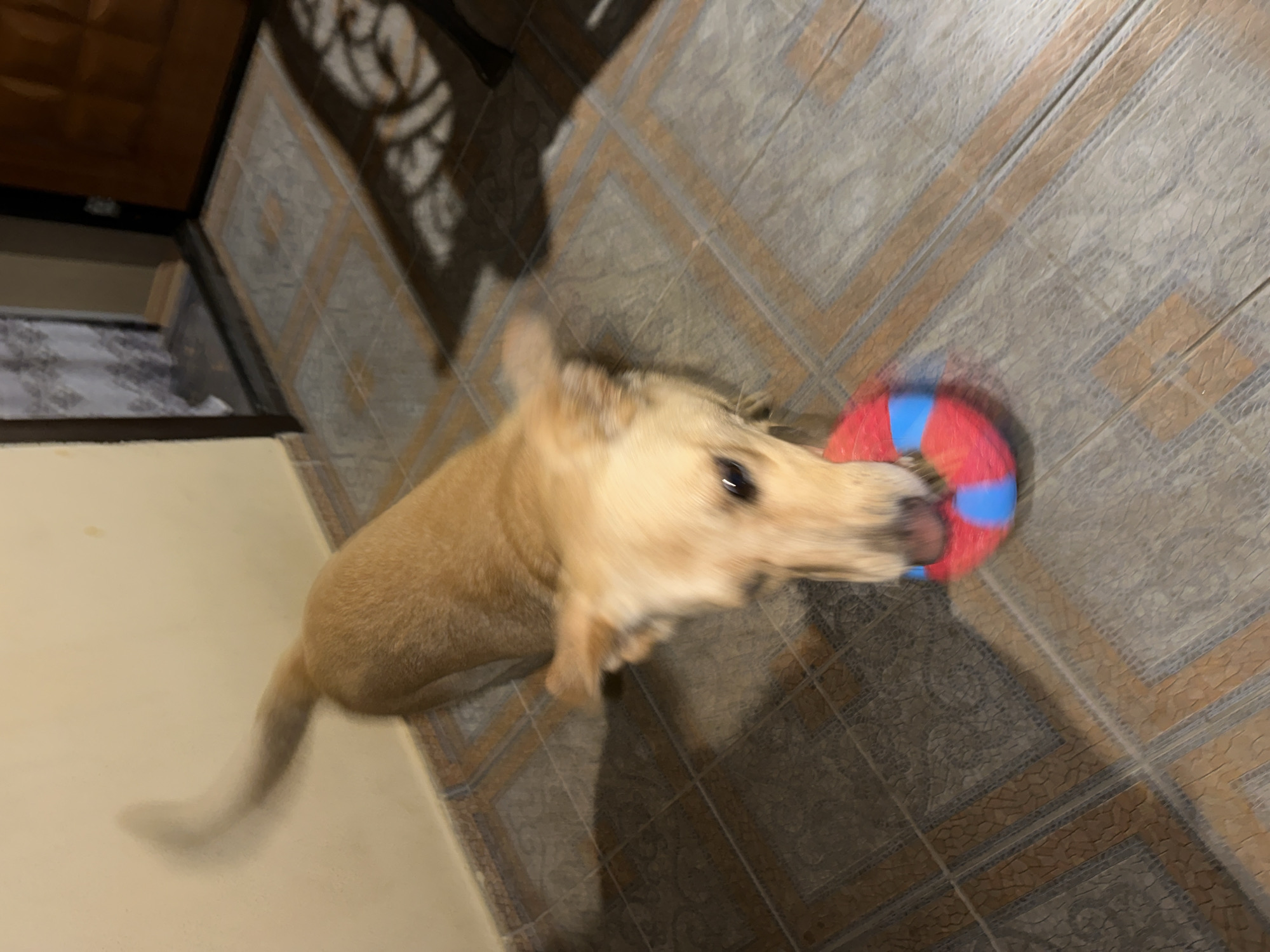 A medium-sized, light brown dog is playing with a red and blue ring-shaped toy on a tiled floor. The dog's head is blurred due to motion, but its eyes are visible. The dog's tail is also blurred, indicating movement. The environment appears to be an indoor setting with tiled flooring and a wall in the background. There is a door and a curtain visible in the background. This image was captured in Sochi, Russia.