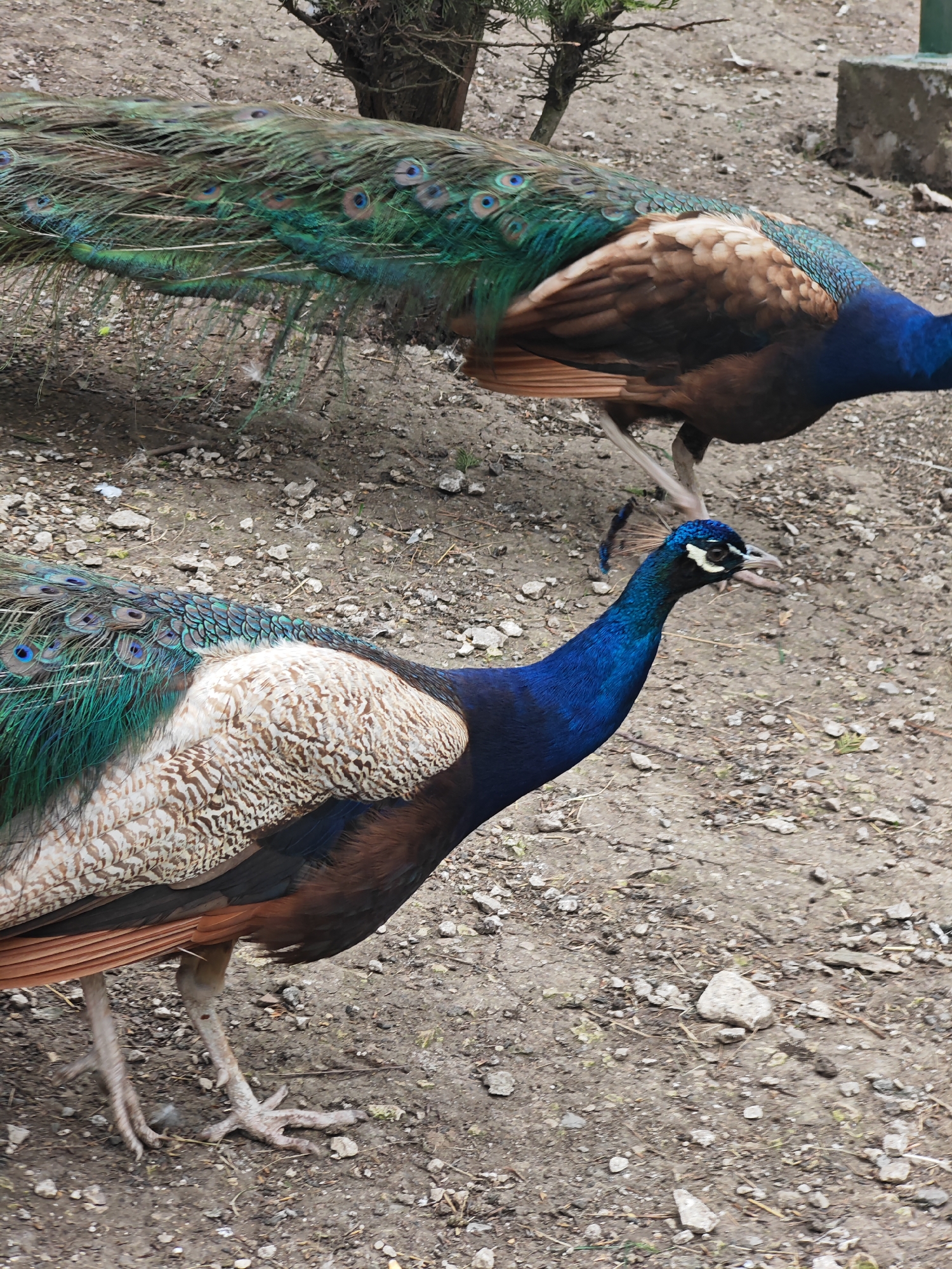 Two peacocks are on rocky ground. The peacock in the foreground has a blue neck and a light brown back with a dark brown wing, and its train is mostly green and blue with black spots. The second peacock is in the background and has similar coloration. The location is not specified in the image.