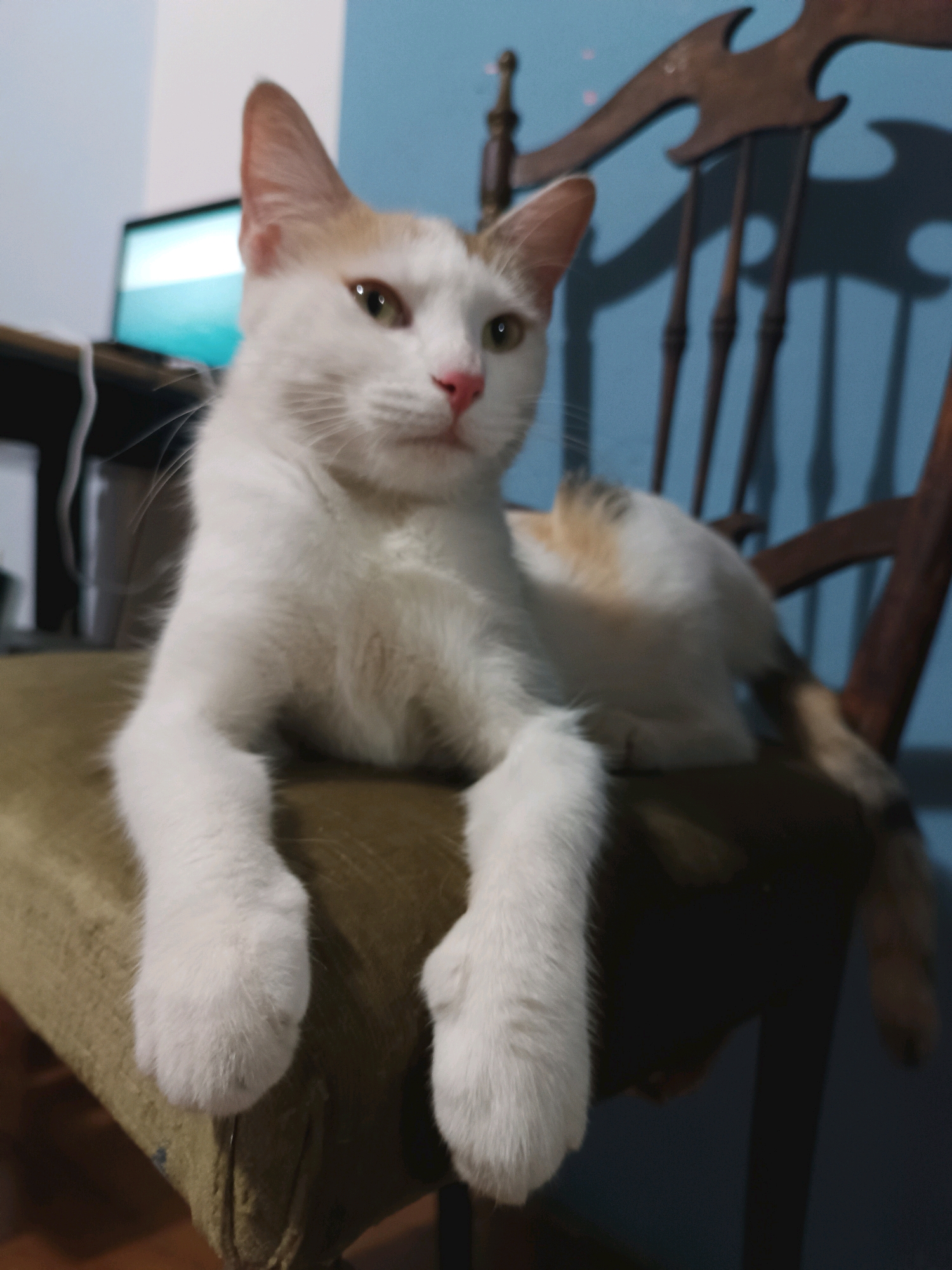 A white and ginger cat with green eyes is lying on a chair in a dimly lit room. The cat's paws are hanging over the edge of the chair. A wooden chair with an ornate back is visible behind the cat. A computer monitor is seen in the background. The room appears to be a residential interior, possibly in Viadana, Italy.