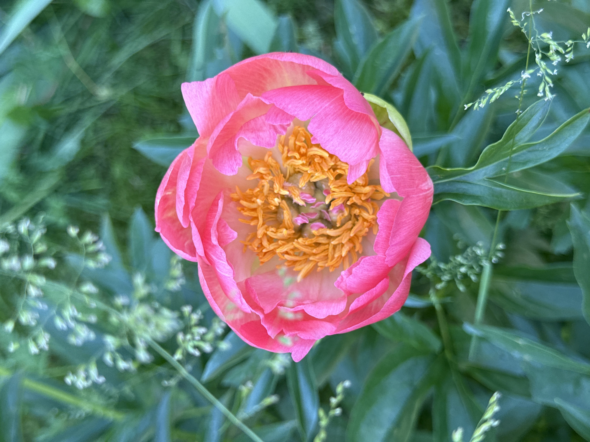 A close-up, top-down shot captures a vibrant pink peony in bloom, its ruffled petals unfurling to reveal a cluster of bright orange stamens at its center. The flower is nestled amongst lush, deep green foliage, with a few delicate sprigs of grass dotted throughout the scene. The background is softly blurred, emphasizing the peony as the primary subject. The image does not contain any information indicating its location in Kashtan, Russia.