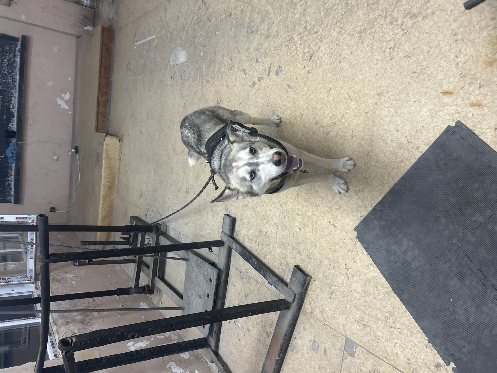 A medium-sized husky wearing a harness and attached to a leash lies on a light brown floor. The dog is oriented toward the camera. A black metal frame, possibly a weight training device, is situated to the left. There is a black exercise mat near the right edge of the frame. A window unit can be seen in the background. The location is within a building, based on the wall and floor surfaces, but it is not definitively identifiable as Kalchevo, Bulgaria, without additional context.