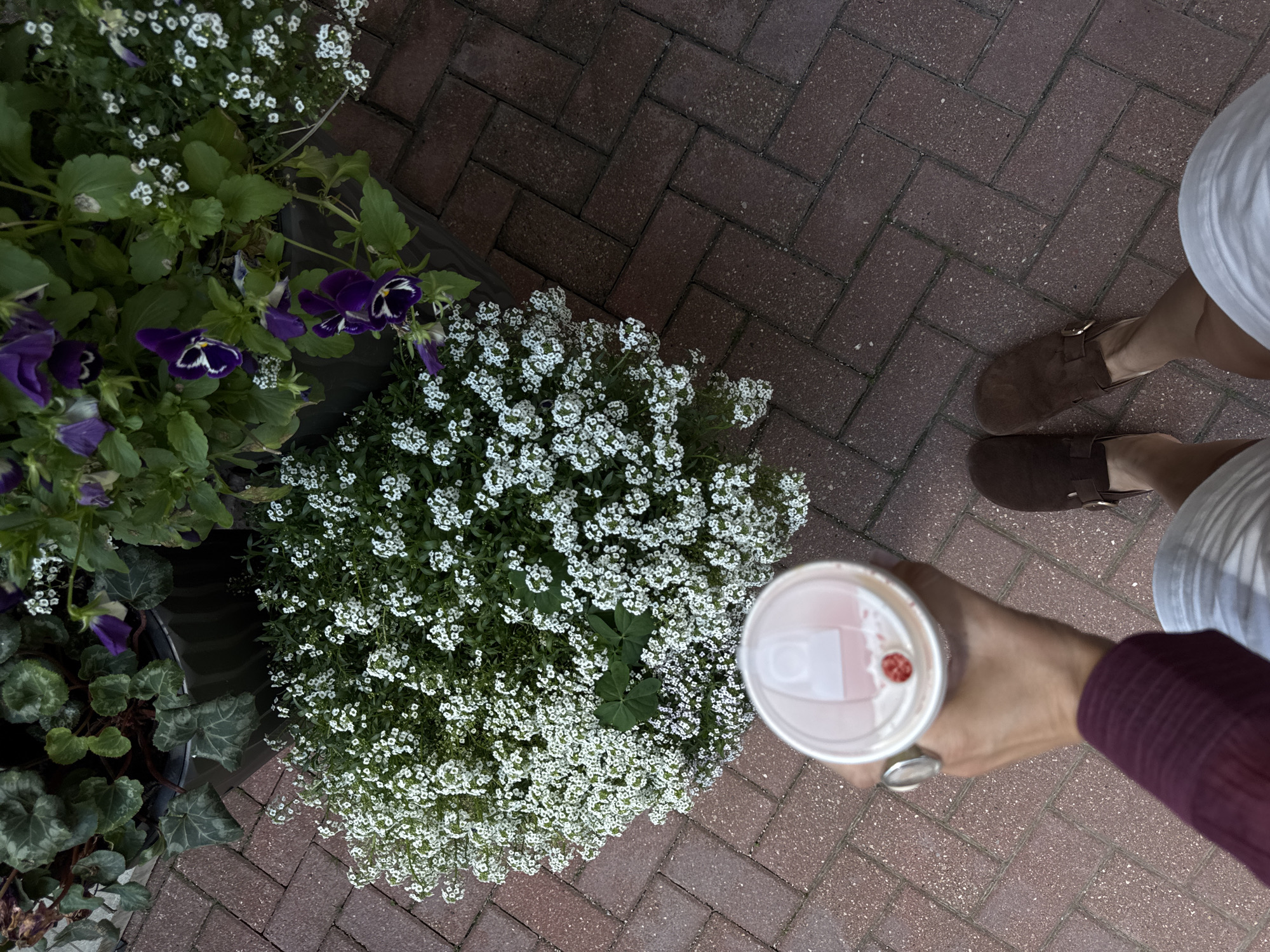 A first-person perspective shot shows a person holding a to-go coffee cup with a pink lid. The cup is held in the person's left hand, adorned with a silver ring on the index finger. The person is wearing a maroon long-sleeved shirt and white shorts. To the right of the cup, the person's right foot is visible wearing a brown suede slip-on shoe. The person is standing on a reddish-brown brick patio, laid in a herringbone pattern. In the background, a planter overflowing with white flowers and purple pansies is visible. The overall scene suggests a casual outdoor setting, potentially in a cafe or garden area within the city of Estosadok, Russia.