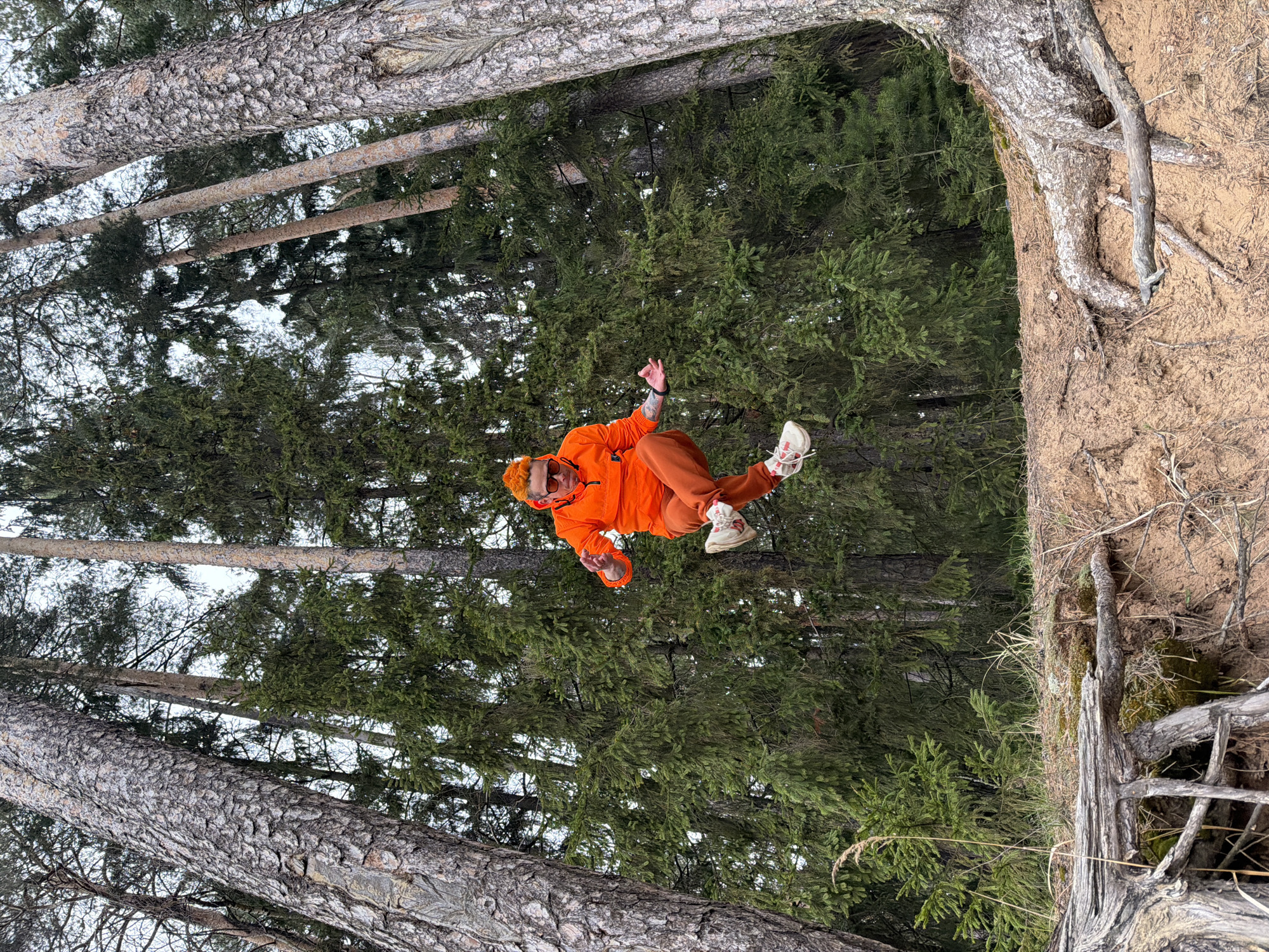 An individual dressed in a vibrant orange hoodie and matching pants, accessorized with white sneakers and sunglasses, is captured mid-air in a dynamic jump or fall. Their arms are outstretched and legs bent, indicating active movement. Tattoos are visible on their left forearm.
The setting is a dense forest or wooded area, characterized by numerous tall coniferous trees with textured bark. The background is filled with lush green foliage, suggesting a deep woodland. To the right, a steep earthen bank or cliff face is visible, with prominent, gnarled tree roots exposed in the sandy soil, along with patches of dry grass and moss.
The lighting appears soft and diffused, indicative of an overcast daytime. There are no harsh shadows. The person's full-body clothing suggests cool or cold weather. The scene depicts a natural outdoor environment, likely a forest with varied terrain, consistent with the location context of Chaikovsky, Russia. No visible text is present in the image.