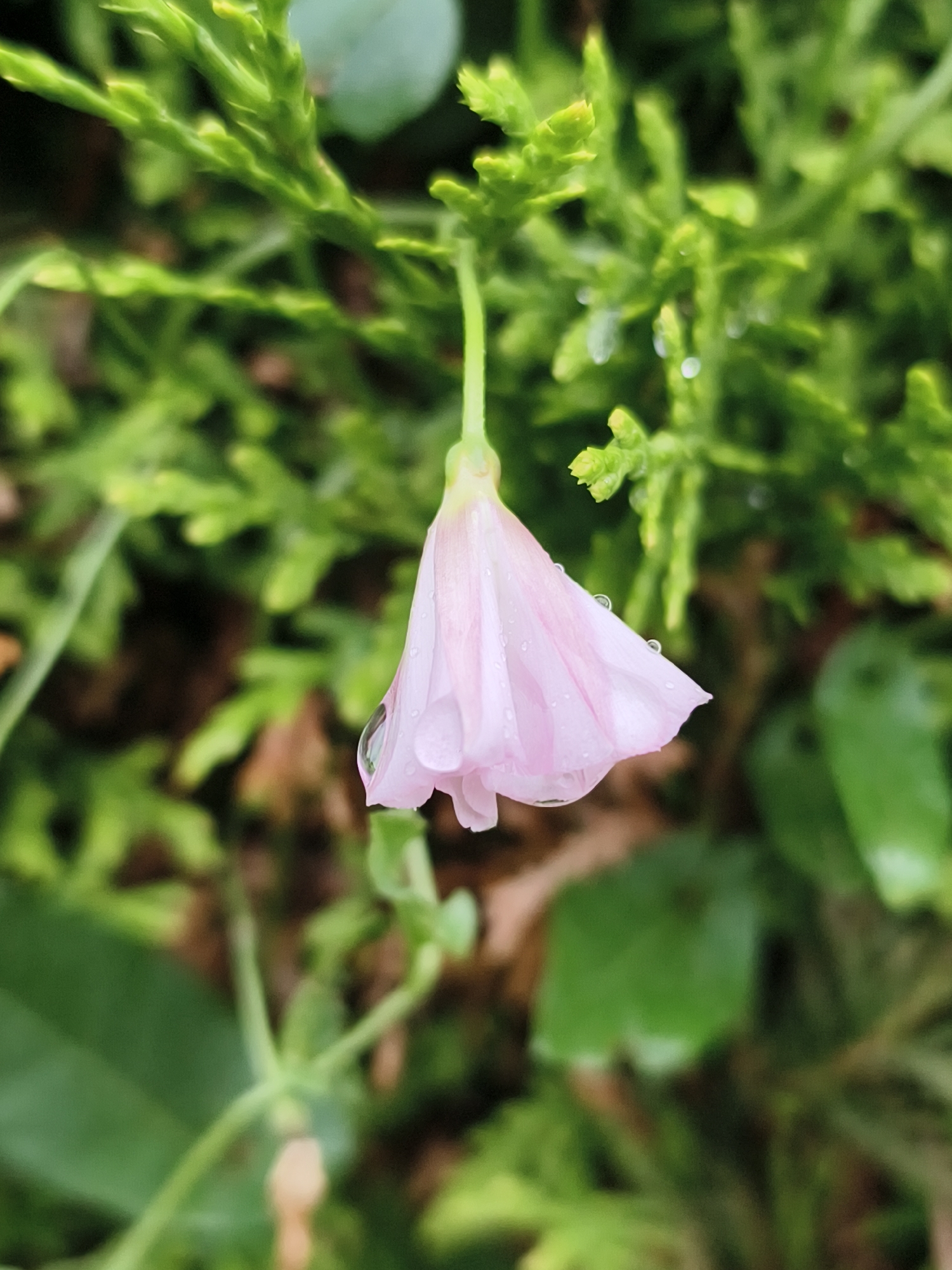 A close-up, eye-level shot features a single, delicate pink flower with water droplets hanging from its petals, set against a blurred background of green foliage. The flower is a bell shape, with the petals slightly unfurled at the bottom. The water droplets glisten, suggesting recent rain or dew. The surrounding greenery is out of focus, creating a soft bokeh effect that draws attention to the bloom. The image appears to be taken outdoors, in a garden or natural setting. There are no people or specific landmarks visible to identify a location within Tczew, Poland.