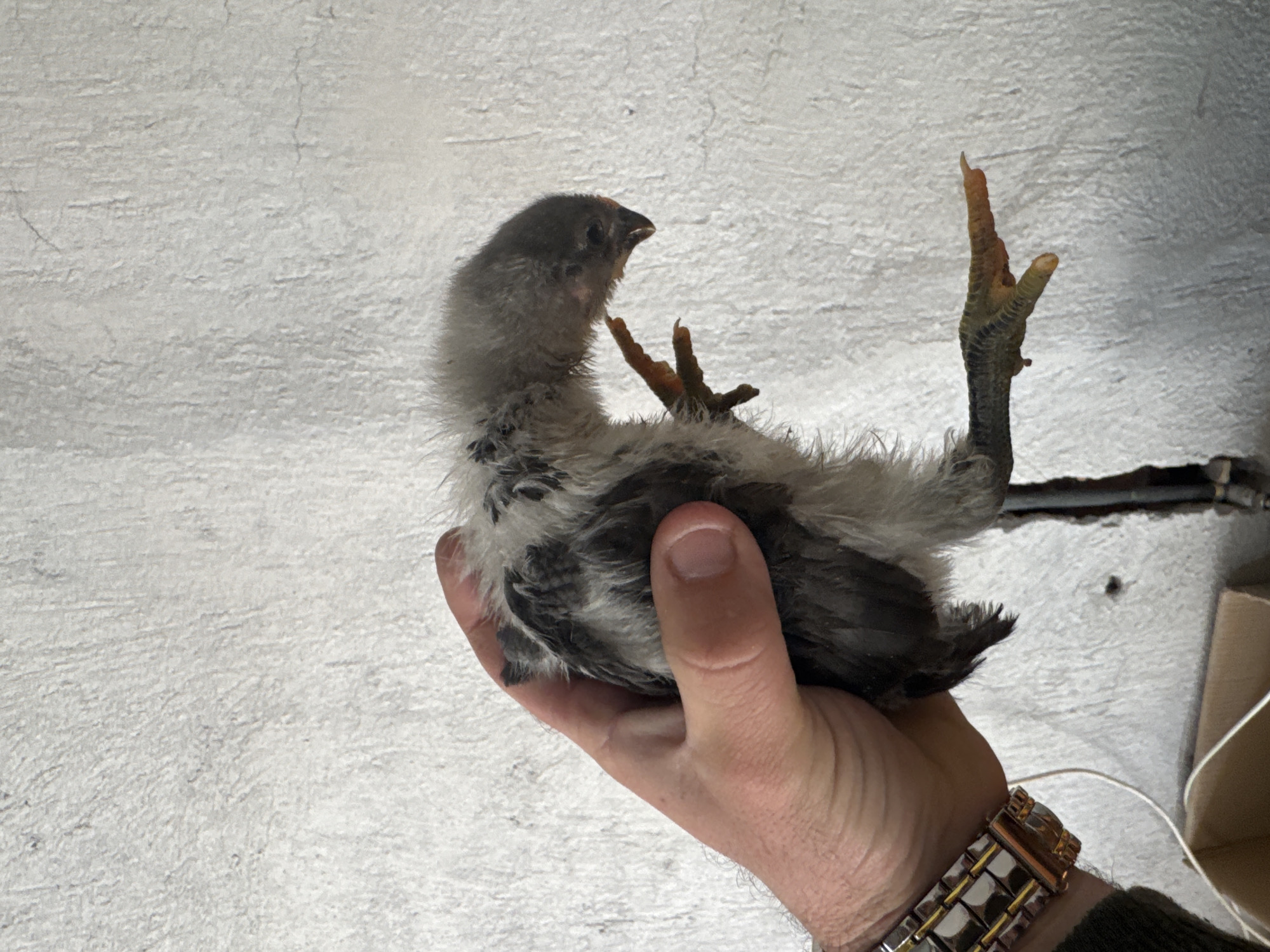 A person holds a small, young bird, likely a chick, in their left hand. The bird is gray and black with yellow legs. The background is a textured, white wall. A gold and silver watch is visible on the person's wrist. The location is Sarnevo, Bulgaria.