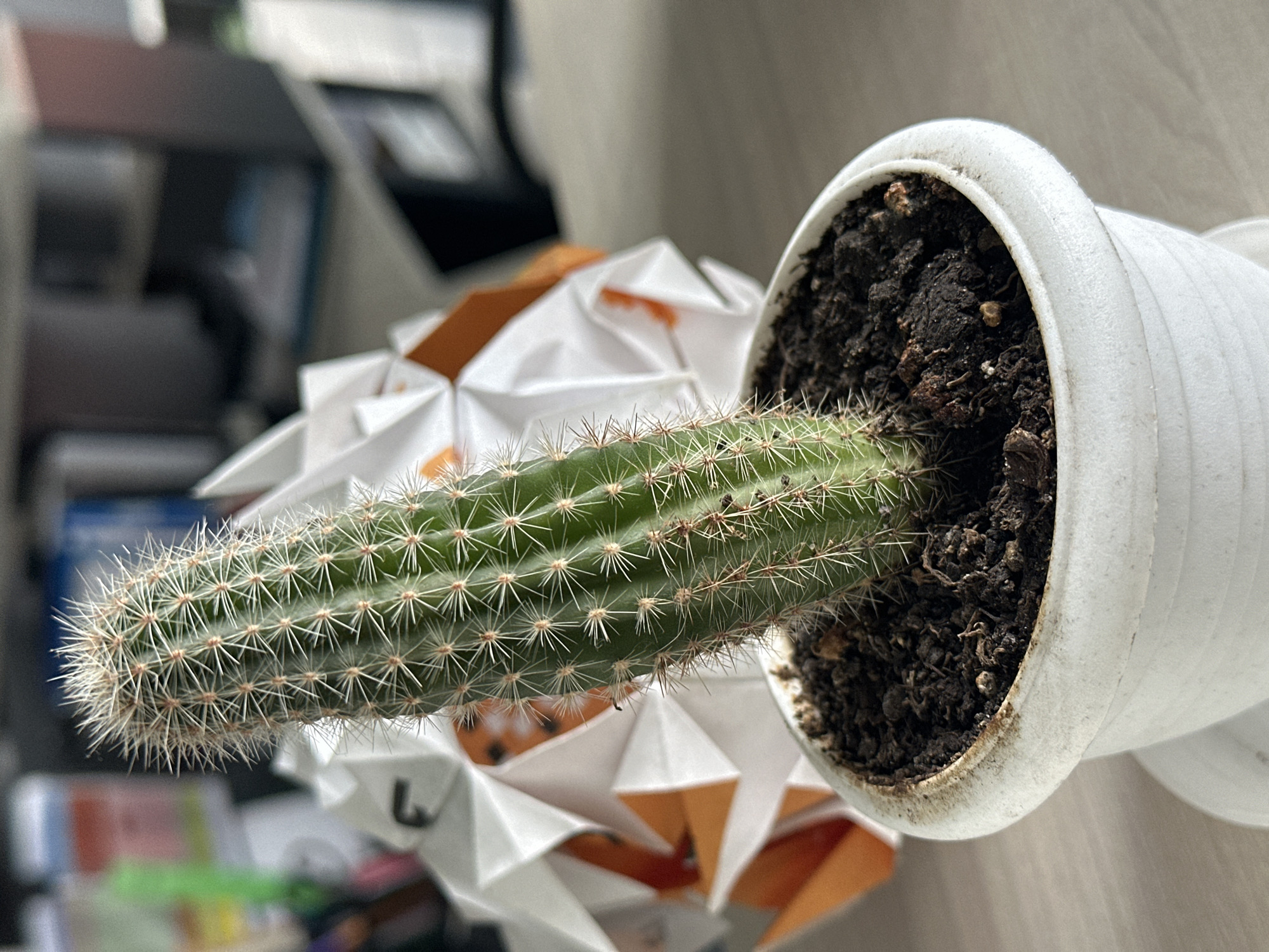 A close-up shot shows a potted cactus with vibrant green skin and sharp white spines. The cactus is planted in dark soil within a white pot, which sits on a matching saucer. In the background, a white and orange geometric object is partially visible, along with blurred office or home furnishings. The image appears to be taken indoors.