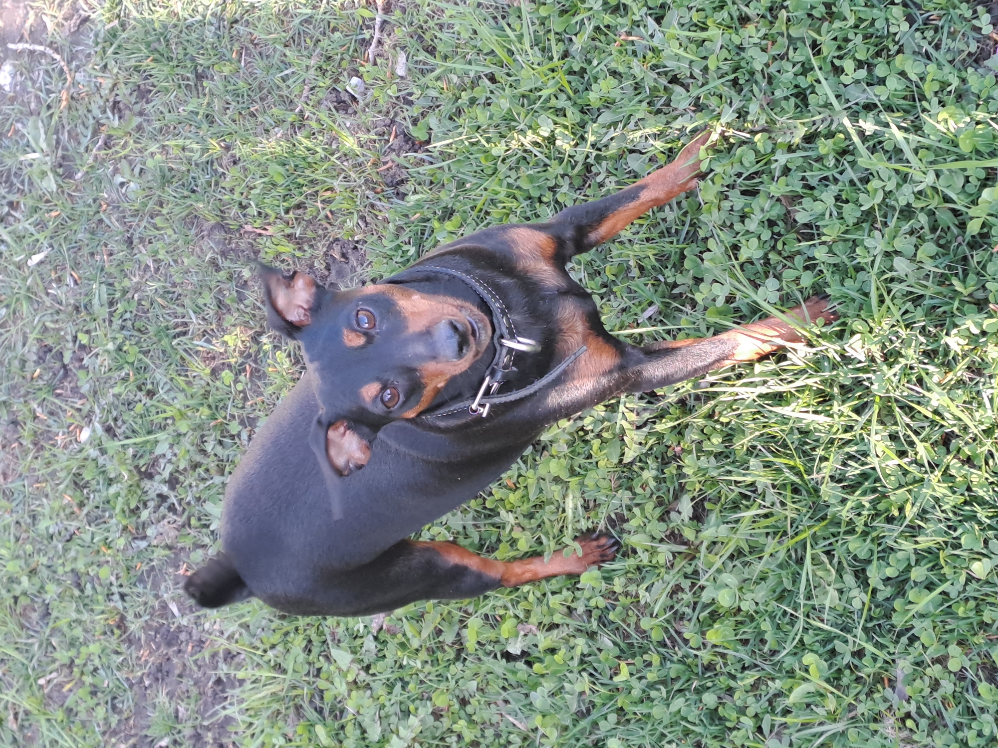 The media file features a small, black and tan dog, likely a Miniature Pinscher or a similar breed, captured from an overhead perspective. The dog is the sole subject and occupies the central-right portion of the frame.
The dog is lying or stretching on a patch of green grass mixed with clover and some bare soil. Its body is elongated, with its front legs extended forward and its hind legs slightly bent. Its head is turned upwards, looking directly at the camera with dark, attentive eyes. One ear is slightly folded back, while the other is erect. The dog has a sleek, short coat and is wearing a black collar with a silver-colored buckle and D-ring.
The scene is an outdoor setting, likely a backyard or park in Elektrostal, Russia, characterized by natural ground cover. The lighting suggests it is daytime, with bright sunlight illuminating the dog and the grass, creating subtle shadows. The overall impression is one of clear, fair weather. The dog's direct gaze and posture convey curiosity and attentiveness, possibly engaging in play or awaiting instruction. There is no visible text in the image.