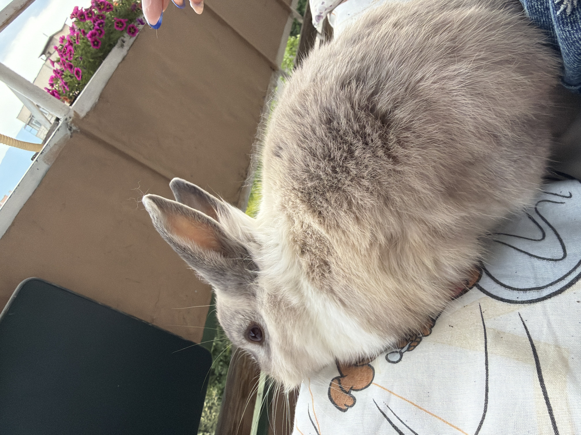 A fluffy, light brown and grey rabbit with prominent ears is resting on a white pillow with a cartoonish design. The rabbit is facing left and its eye is visible. A blue fingernail is reaching into the frame from the upper right corner. The background shows a balcony with a tan wall, some green foliage, and pink flowers in a planter. The scene appears to be on a sunny day. The location in the city of Pazardzhik, Bulgaria cannot be determined from the image.