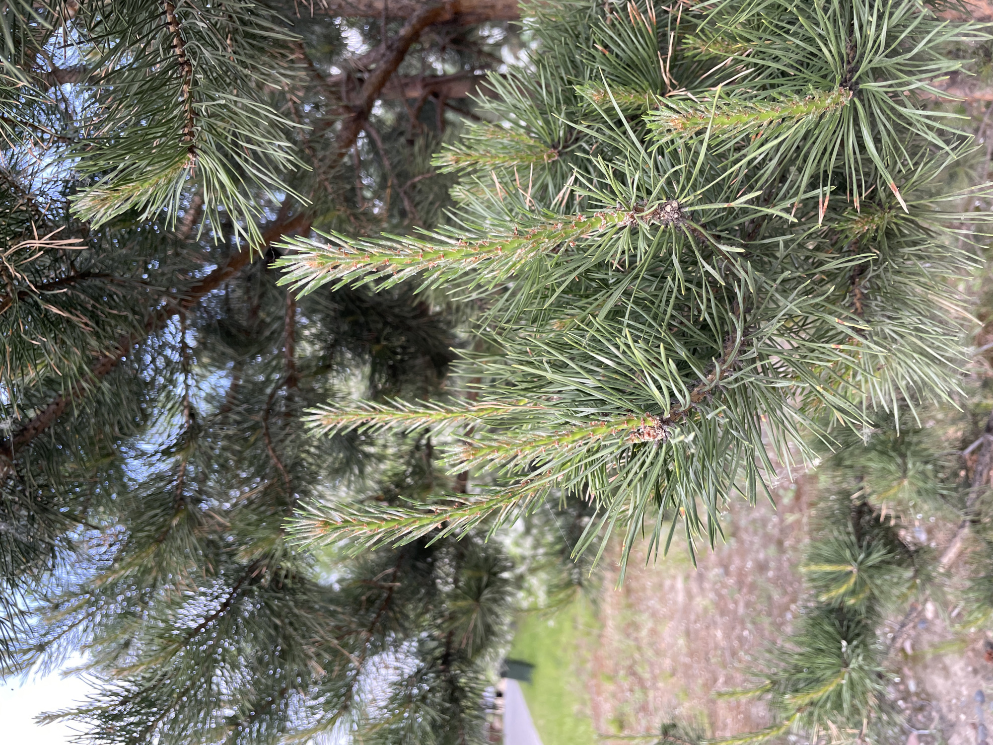 The image shows a close-up of pine tree branches. The pine needles are green and clustered together on the branches. The background is out of focus and appears to be a natural outdoor environment, possibly a park or a wooded area within the city of Krasnoyarsk, Russia. There are no people or specific landmarks visible in the image that would allow for precise location identification within Krasnoyarsk. The lighting suggests it is daytime.