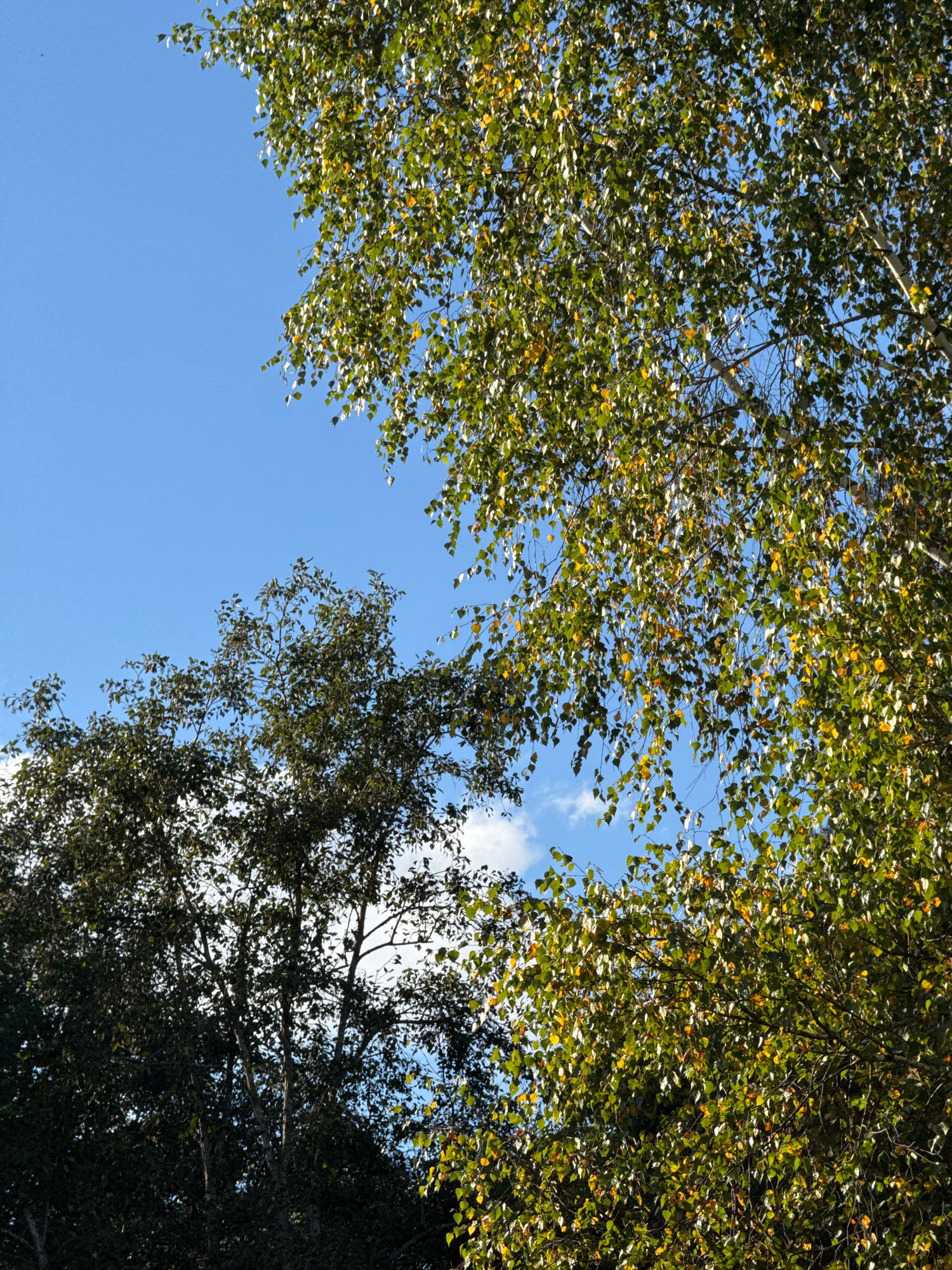 A low-angle, full-shot photograph captures a segment of the sky visible through the canopy of trees in Вароніцкі сельскі Савет, Belarus. The sky is a clear, vibrant blue with a few wispy white clouds scattered throughout. The foreground and mid-ground are dominated by the foliage of two distinct trees. On the right, a tree with bright green and yellowing leaves, characteristic of autumn, has branches that hang down, obscuring some of the sky. The leaves are small and numerous, creating a dense, layered effect. The trunk of this tree, with its distinctive white bark, is partially visible. To the left, another tree with darker green leaves is visible. This tree appears fuller and denser, with its branches reaching upwards and its leaves forming a darker mass against the blue sky. The sunlight filters through the leaves, creating highlights and shadows. There are no people or animals visible in the image, nor any structures or man-made objects. The scene suggests an outdoor natural environment, likely a park or forest edge.