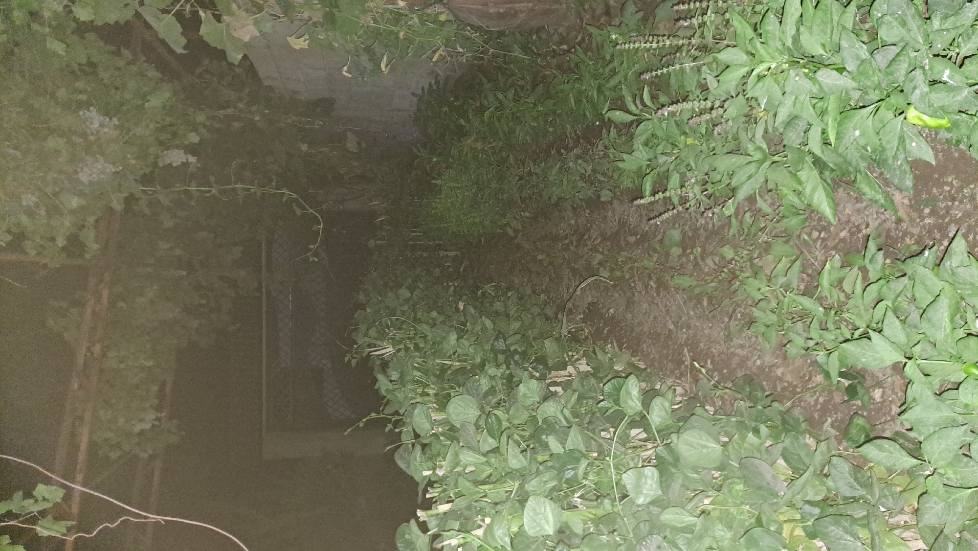 This image depicts an outdoor scene, likely a garden or pathway, with dense vegetation on either side. The pathway itself appears to be made of dirt or gravel and leads into a dimly lit area with what looks like a gate or entrance at the far end, partially obscured by foliage. Overhead, there are leafy vines and what might be grape clusters. The lighting suggests it is either dusk or nighttime, with artificial light casting a muted glow. The overall impression is one of a somewhat overgrown and natural setting.