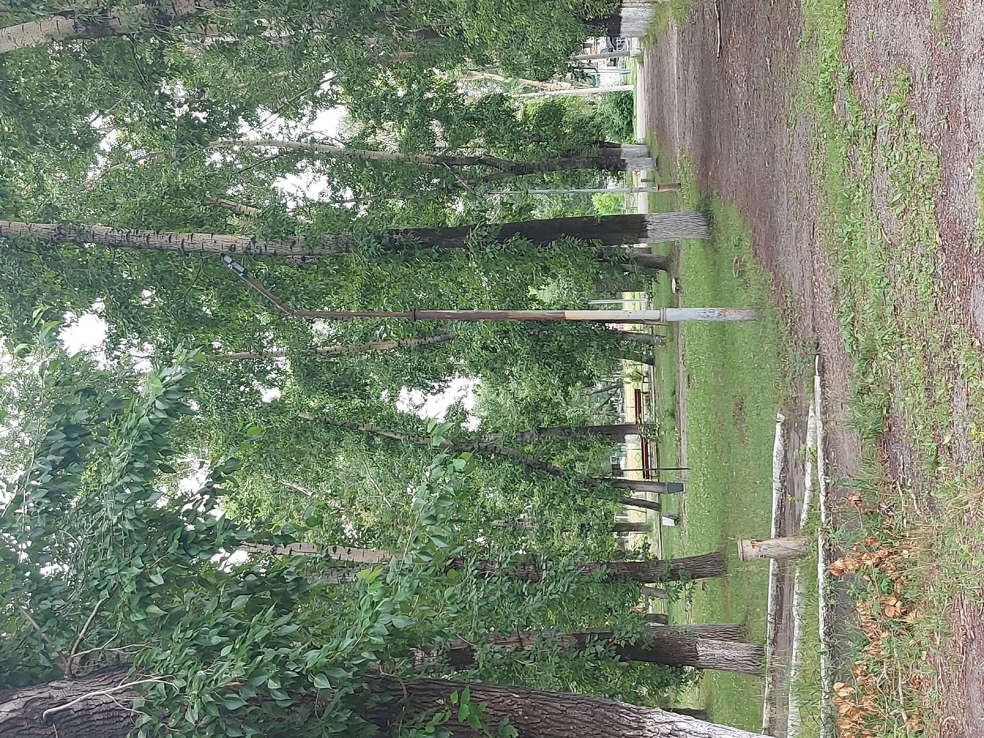 The image depicts a park pathway in Belogorsk, Russia. The pathway, made of dirt and gravel, curves to the right, bordered by a grassy area on the left and a line of trees on both sides. Several tall trees with green foliage dominate the scene, with some of their trunks painted white near the base. A lamppost stands on the left side of the pathway. In the background, a red bench is visible in the grassy area, and beyond that, the edge of a building or fence can be seen. The overall impression is a tranquil, natural setting within a city.