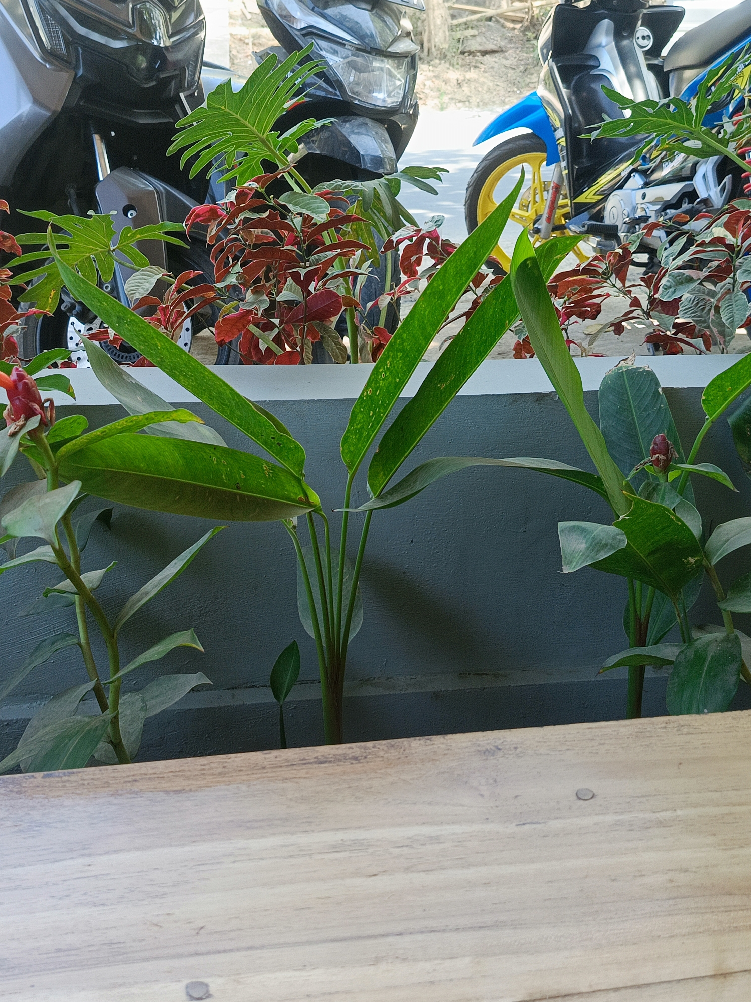 In Kuta, Indonesia, a scene unfolds featuring a variety of plants in front of a gray wall, with motorcycles visible in the background. A wooden surface occupies the foreground. The plants include large green leaves, some with a waxy sheen, and others with reddish-brown tones. One plant has a bright red flower bud. The motorcycles appear to be parked, their dark and metallic bodies contrasting with the vibrant greenery. The overall impression is one of an outdoor setting, possibly a cafe or a roadside stall, where greenery has been cultivated to enhance the ambiance. The lighting suggests it is daytime, with natural light illuminating the scene.