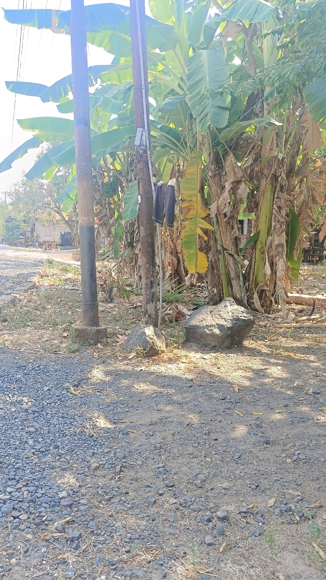 The image depicts a scene with a gravel path leading into a rural or semi-rural area. Two utility poles stand prominently in the foreground, with some clothing items hanging on one of them. A cluster of banana trees with large green leaves forms a dense backdrop behind the poles. Several rocks are scattered on the ground, one of which is quite large and positioned near the base of the banana trees. The ground is covered with small stones and dry leaves, indicating a dry environment. In the background, a road is visible with some buildings and trees, suggesting the presence of a settlement. The lighting suggests it is daytime with bright sunlight casting shadows on the ground. The image does not provide any specific visual cues to pinpoint its location within Central Jakarta, Indonesia; it appears to be a generic outdoor scene.