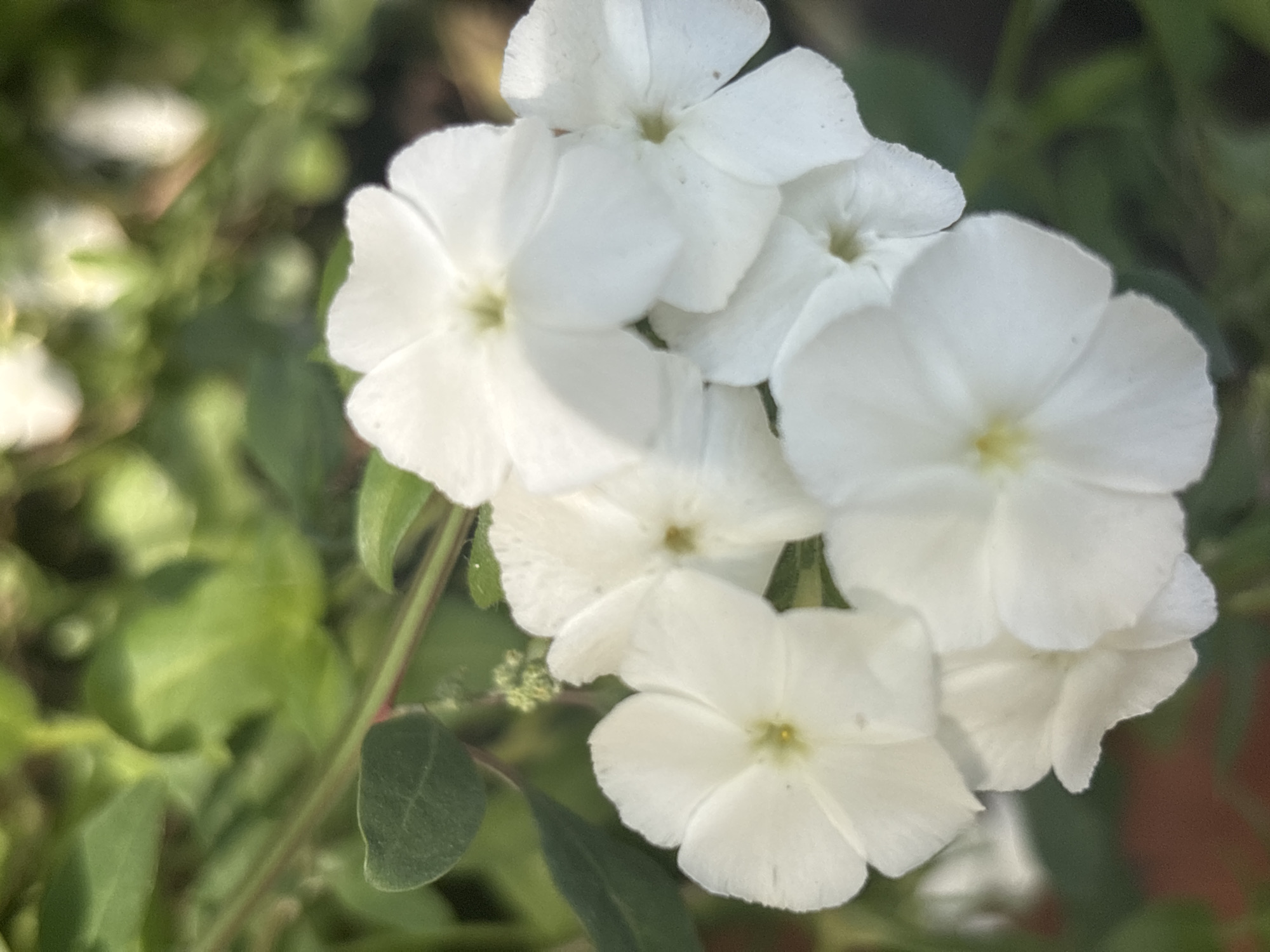 A close-up, eye-level shot captures a cluster of white phlox flowers blooming outdoors. The flowers are the primary focus, with their delicate petals and yellow centers clearly visible. The background consists of blurred green foliage and hints of brown soil, suggesting a garden or natural setting. The lighting is bright, casting soft shadows and highlighting the texture of the petals. No people or man-made structures are present in the image. The scene is located in the rural area of the Yanvartsev rural district, Kazakhstan.