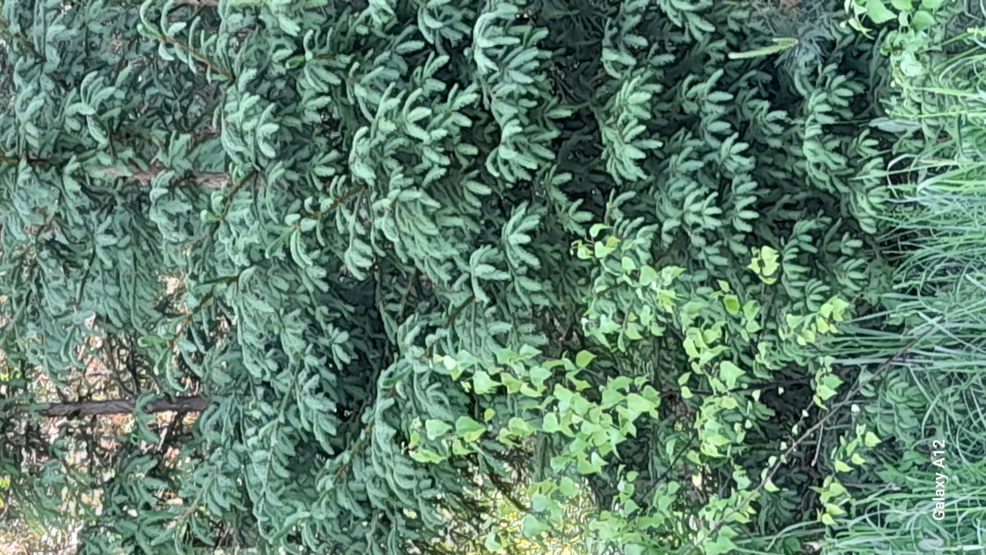 The image presents a close-up of dense vegetation, likely taken outdoors. The main subject appears to be foliage from coniferous trees, with tightly packed needles exhibiting a bluish-green hue. Interspersed are patches of broadleaf vegetation with vibrant green leaves. In the lower right corner, there are grass-like plants. A tree branch is visible in the middle-left of the image. The label "Galaxy A12" is visible in the bottom right corner, indicating the camera used to capture the photo. The location is identified as Марковский, Russia.