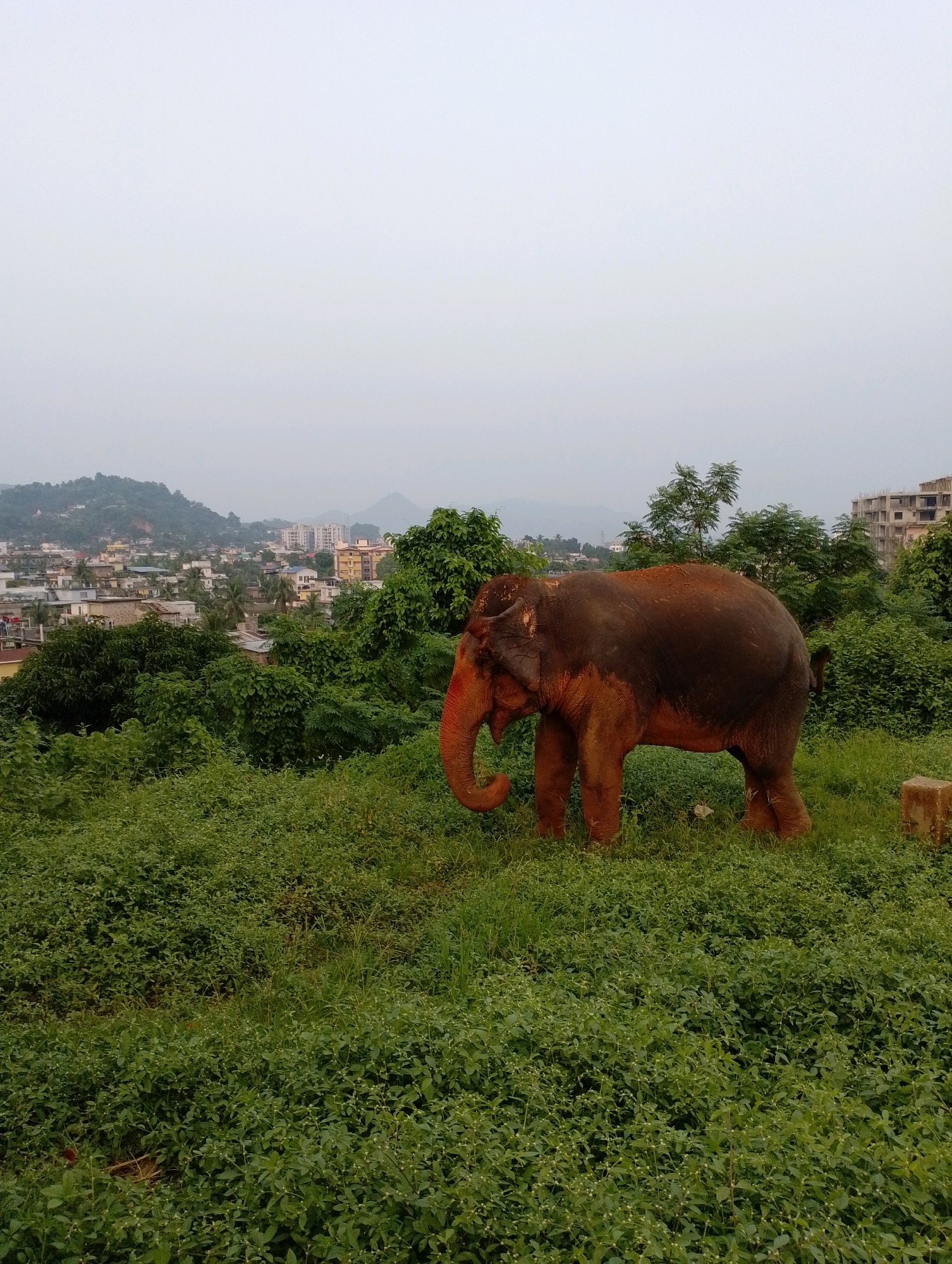 An elephant, its skin reddish-brown, stands in a grassy field with a cityscape and rolling hills in the background. The elephant is facing left, with its trunk curled downwards. The city appears to be Dispur, India, with buildings of various sizes visible on the slopes of the hills. The sky is overcast, and the overall lighting suggests it is either early morning or late afternoon. Lush green vegetation, including trees and bushes, surrounds the elephant and extends towards the city. In the foreground, the grass is thick and somewhat overgrown. A small, rough stone pillar is visible to the right of the elephant.