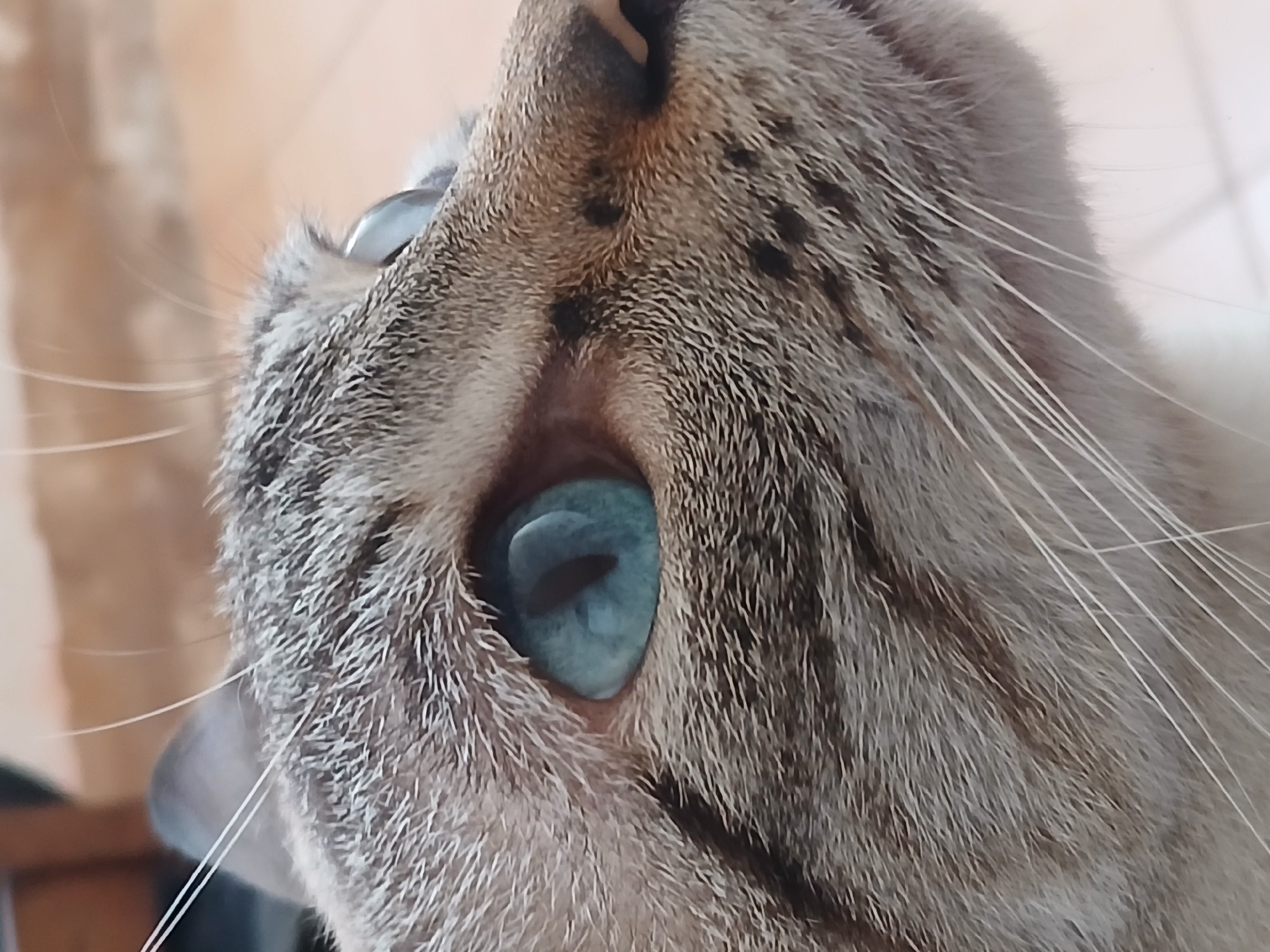 A close-up, upward-angled shot captures a cat's face, focusing primarily on its eye and surrounding features. The cat possesses blue eyes. Its fur is a mix of grey and brown shades, with darker stripes and spots visible near the nose and eye area. The cat's whiskers are long and white. The background appears to be an interior space with light-colored walls. There are no people visible in the image. The location, Ciudad Guayana, Venezuela, is not directly discernible from the visual content of the image alone.