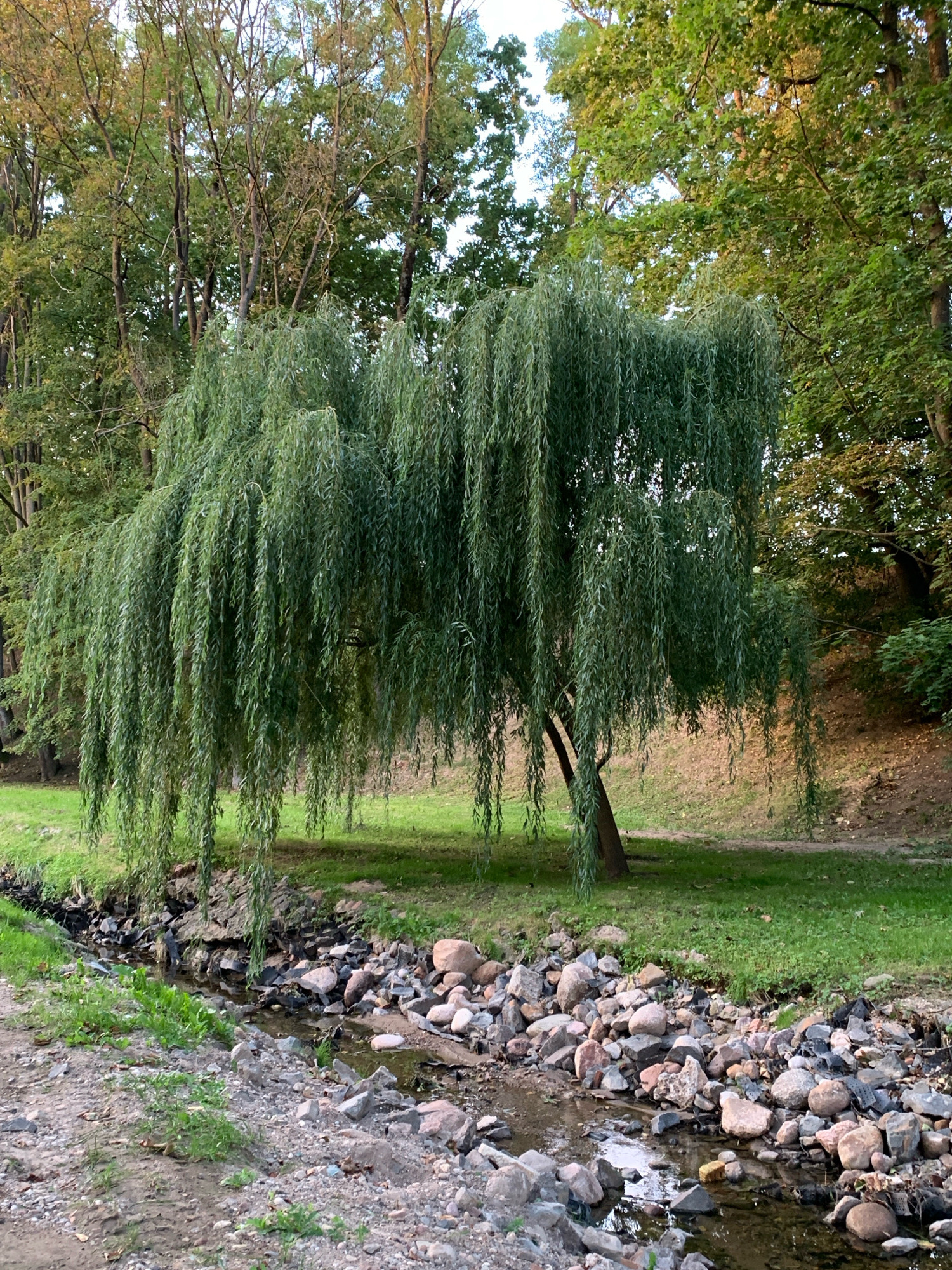The image depicts a natural scene likely located in a park or wooded area within the city of Hrodna, Belarus. In the foreground, a small stream flows over a bed of rocks and gravel. The stream is bordered by lush green grass on the left and a rocky embankment on the right, with the water reflecting the surrounding greenery.
The central focus of the image is a large weeping willow tree. Its long, drooping branches cascade downwards, creating a curtain-like effect. The tree has a sturdy trunk and is positioned on a grassy slope. Behind the willow, a dense forest of deciduous trees with varying shades of green and brown foliage forms a backdrop. The lighting suggests it is either early morning or late afternoon, with soft sunlight filtering through the leaves. The overall environment is tranquil and picturesque.