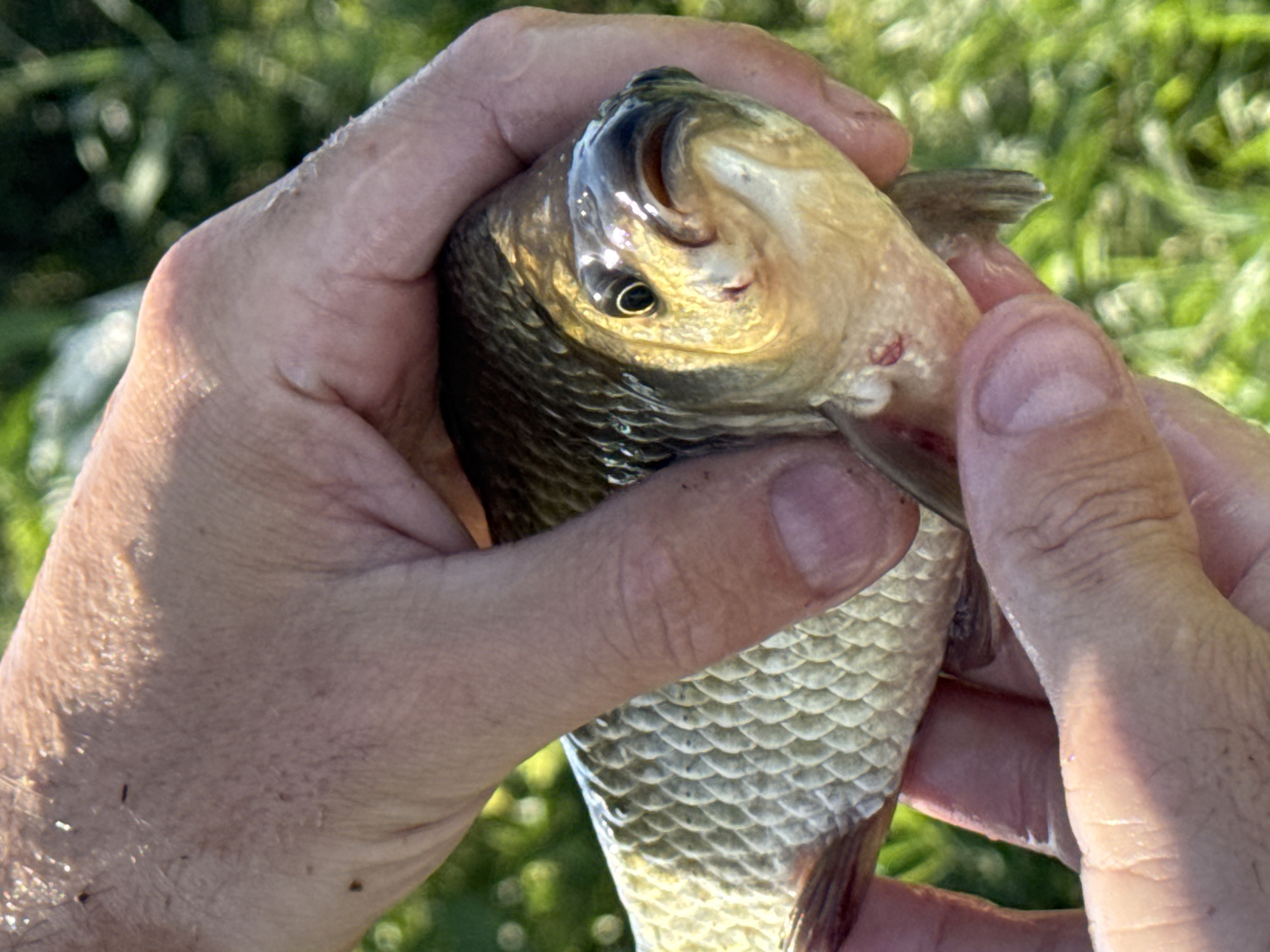 A close-up, outdoor, horizontal, eye-level shot captures a person's hands holding a small, live fish. The fish is oriented horizontally, facing the right side of the frame, with its head slightly turned towards the viewer. Its scales are clearly visible and appear silvery-bronze, with a darker dorsal side and lighter ventral side. The fish has a round eye and its mouth is slightly open. The hands, one on each side, are gently cupping the fish, with fingers visible. The skin texture of the hands, including some fine hairs and lines, is discernible. The background is blurred, showing a green, leafy environment, possibly grass or foliage, illuminated by sunlight, suggesting an outdoor setting. There is no indication of the specific location being Mikhaylovsk, Russia, within the image itself.