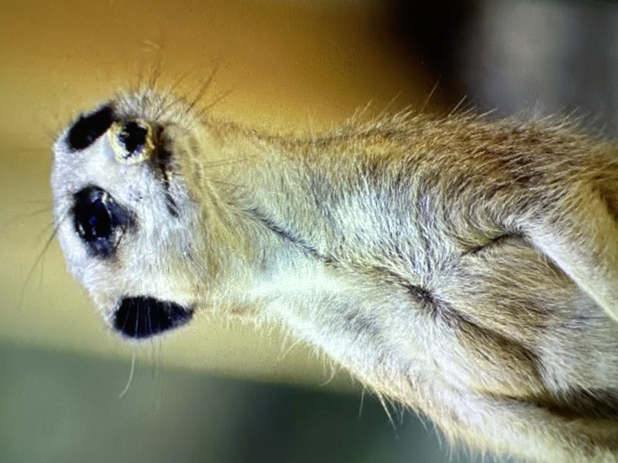 This is a close-up, vertical, medium shot of a meerkat standing upright and looking to the upper right of the frame. The meerkat's fur is light brown and tan, with darker markings around its eyes and on its ears. Its eyes are dark and appear to be slightly closed or narrowed. The background is out of focus, with a soft green on the left and a warm, hazy yellow on the right. There is no indication of the city of Sofia, Bulgaria, or any specific urban environment.