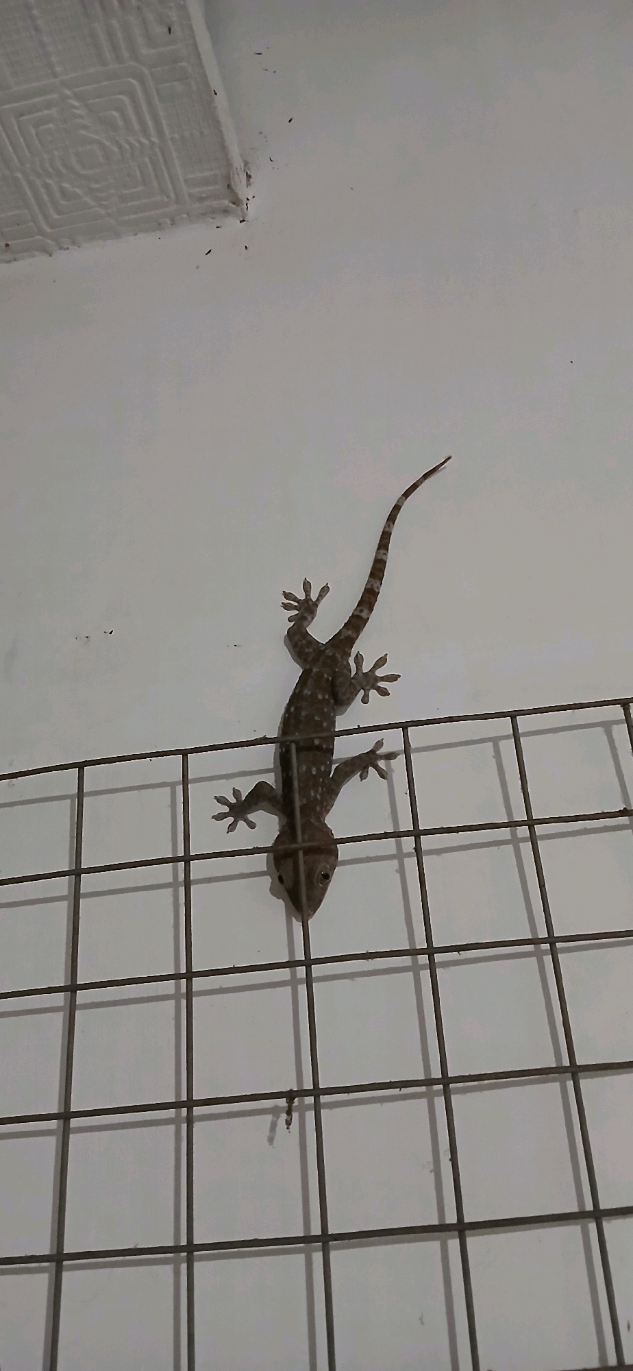 In Sutawinangun, Indonesia, a Tokay gecko with brown and white speckles is clinging to a white wall above a dark metal grid. The gecko is positioned vertically, with its head pointing downwards. Its tail extends upwards and to the right, displaying a striped pattern. The wall has a textured pattern in the upper left corner, possibly a ceiling tile. The metal grid casts shadows on the wall. The scene appears to be indoors, as indicated by the wall and ceiling texture.
