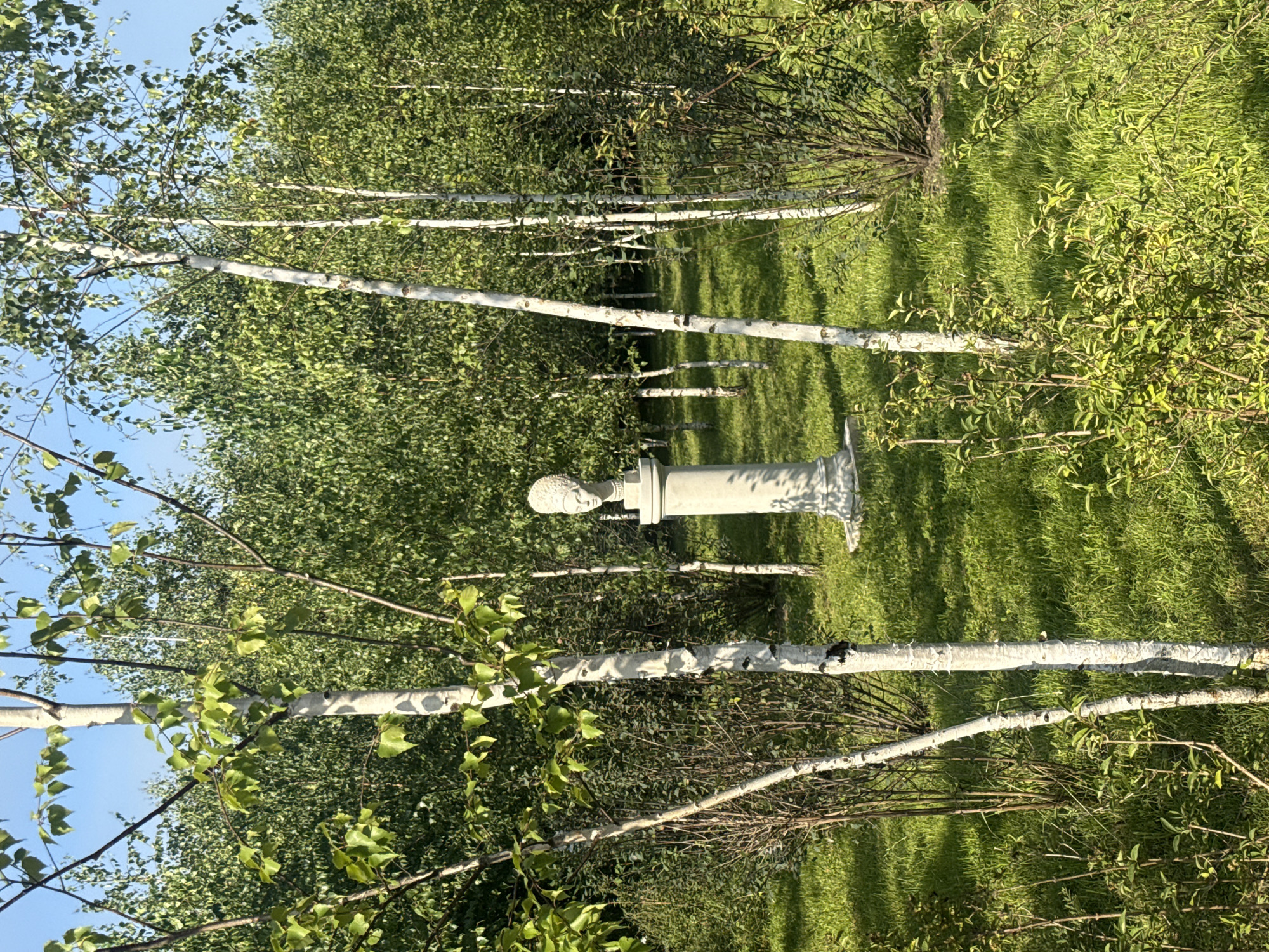 The image depicts an outdoor scene in a birch grove, likely within the city of Verkhnee Myachkovo, Russia. The grove is characterized by numerous slender birch trees with white bark, interspersed with lush green grass and dense foliage. In the center of the frame, a classical stone bust of a woman, adorned with an elaborate headdress, stands atop a pedestal. The bust and pedestal are carved from a light-colored stone, possibly marble or concrete, and show some signs of weathering. The surrounding environment suggests a park or garden setting, with sunlight filtering through the leaves of the trees, creating dappled shadows on the ground. The sky above is a clear blue. There are no people or animals visible in the image.
