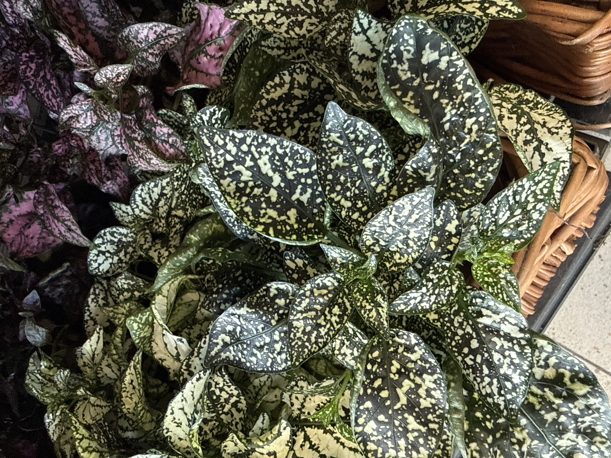 The image shows a close-up view of several potted plants, primarily Hypoestes phyllostachya, also known as the polka dot plant. These plants have distinct leaves with variegation. Some leaves are dark green with white speckles, while others display shades of pink and purple speckling against a green background. The plants are arranged closely together, filling the frame. A wicker basket is visible in the lower right portion of the image, suggesting the plants are likely for sale or display in a retail setting. The lighting appears to be natural or from overhead, casting soft shadows. The background is dark and out of focus, emphasizing the plants. The location is identified as Herzberg, Germany, but no specific landmarks or environmental features confirm this. There are no people or animals visible in the image, nor any identifiable actions or interactions.