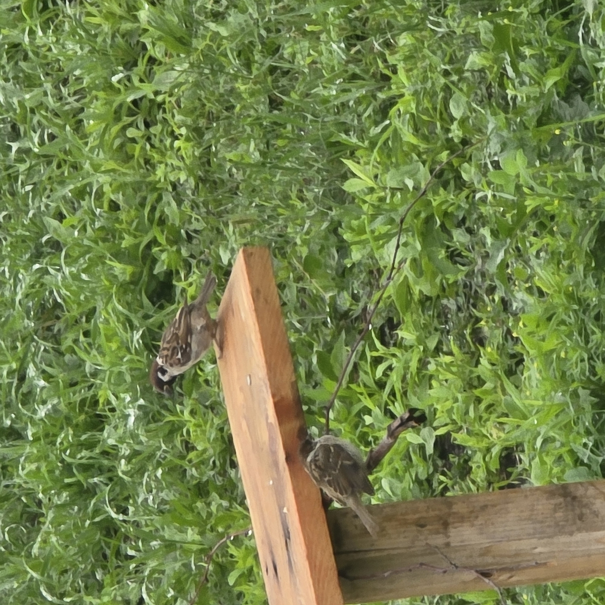 In the city of Belokurikha, Russia, two sparrows are perched on a wooden feeder. One sparrow stands on the flat surface of the feeder, while the other is on a thin branch beneath it. The feeder is made of light-colored wood and is supported by a wooden post. The background is a dense area of green foliage, likely grass and small plants. The lighting suggests it is daytime.