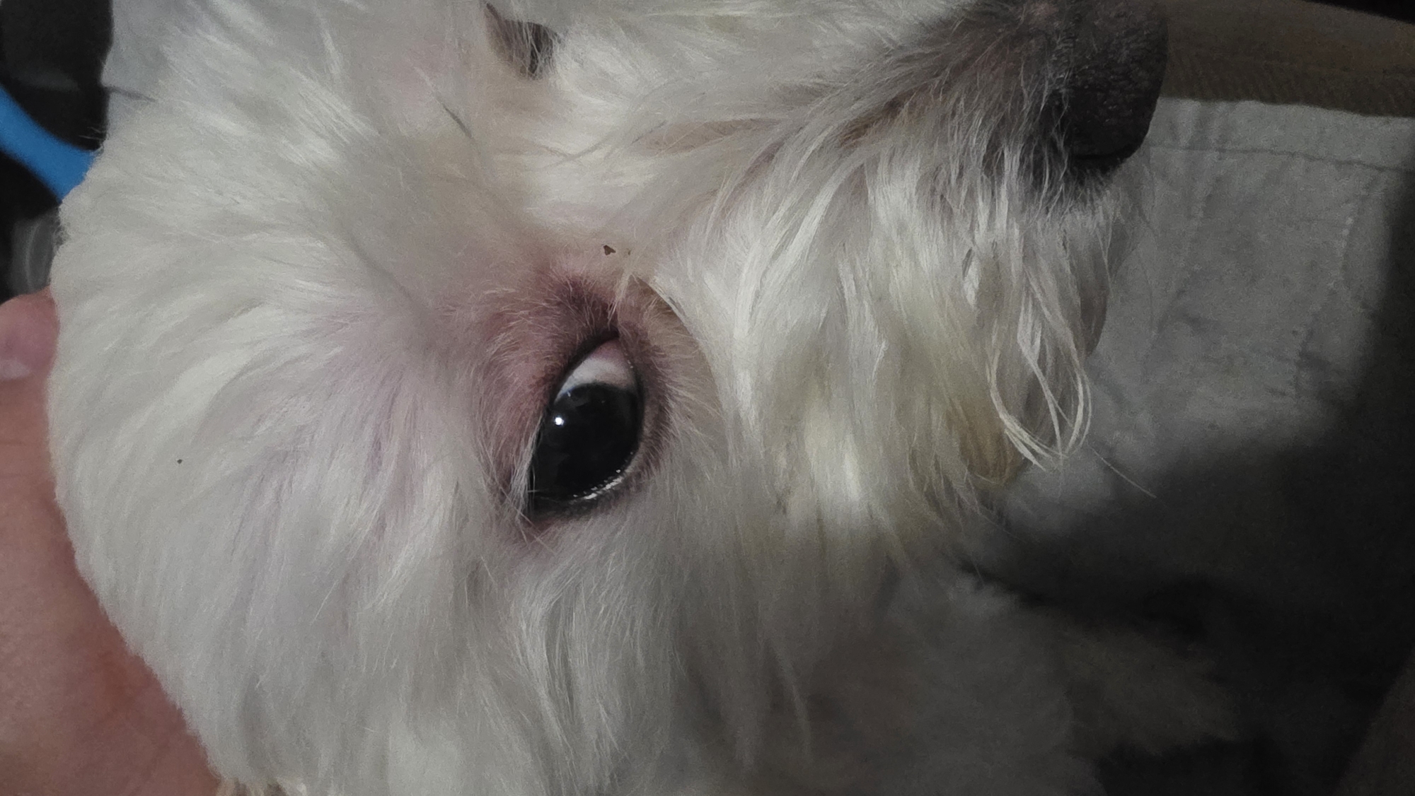 This close-up image shows the left side of a white, fluffy dog's face, likely a small breed. The dog's pristine white fur is soft and dense, obscuring much of its head except for its prominent dark eye and a portion of its nose. The dog's eye is open and alert, appearing dark brown or black with a visible reflection of light. The skin immediately surrounding the eye is pinkish or reddish, which could indicate tear staining or minor irritation. A small, dark speck is visible on the white fur above the eye.
In the upper right of the frame, the dog's dark, wet-looking nose is partially visible, surrounded by longer strands of white fur. A human hand, with light skin, is partially seen on the far left, gently cradling or supporting the dog's head, suggesting a moment of affectionate interaction. A small, blue object is barely visible in the top-left background, but its purpose is unclear. The background is otherwise dark and out of focus, appearing to be a fabric surface, indicating an indoor setting. The dog appears calm and attentive. There are no visible texts or specific location cues within the image.