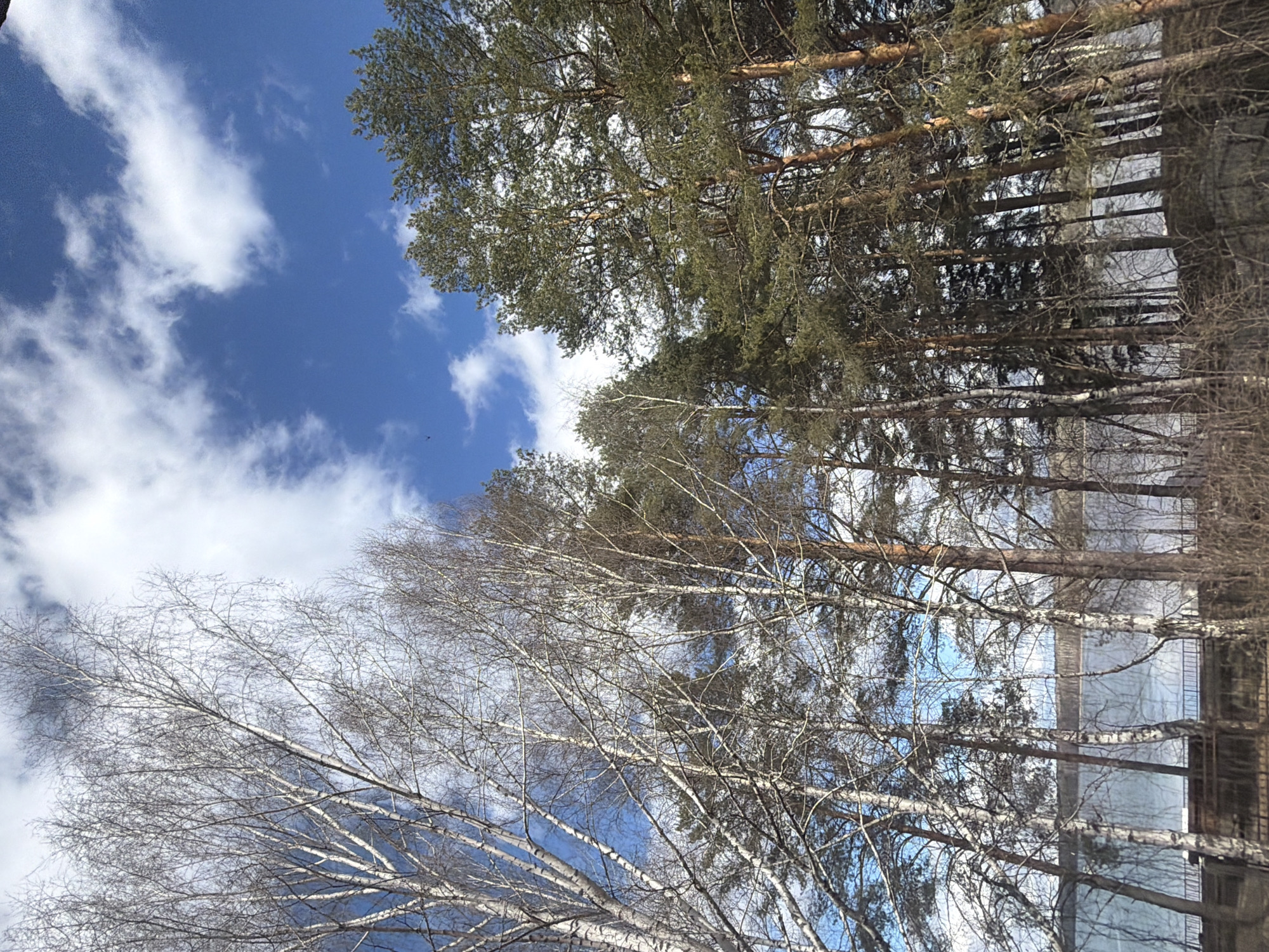 The image is a low-angle shot looking up at the sky and trees in the city of Chaikovsky, Russia. The sky is blue with scattered white clouds. A mix of coniferous and deciduous trees are visible, some with green needles and leaves and others with bare branches. The trees are dense and appear to be part of a forest or wooded area. A building is reflected in the tree branches.