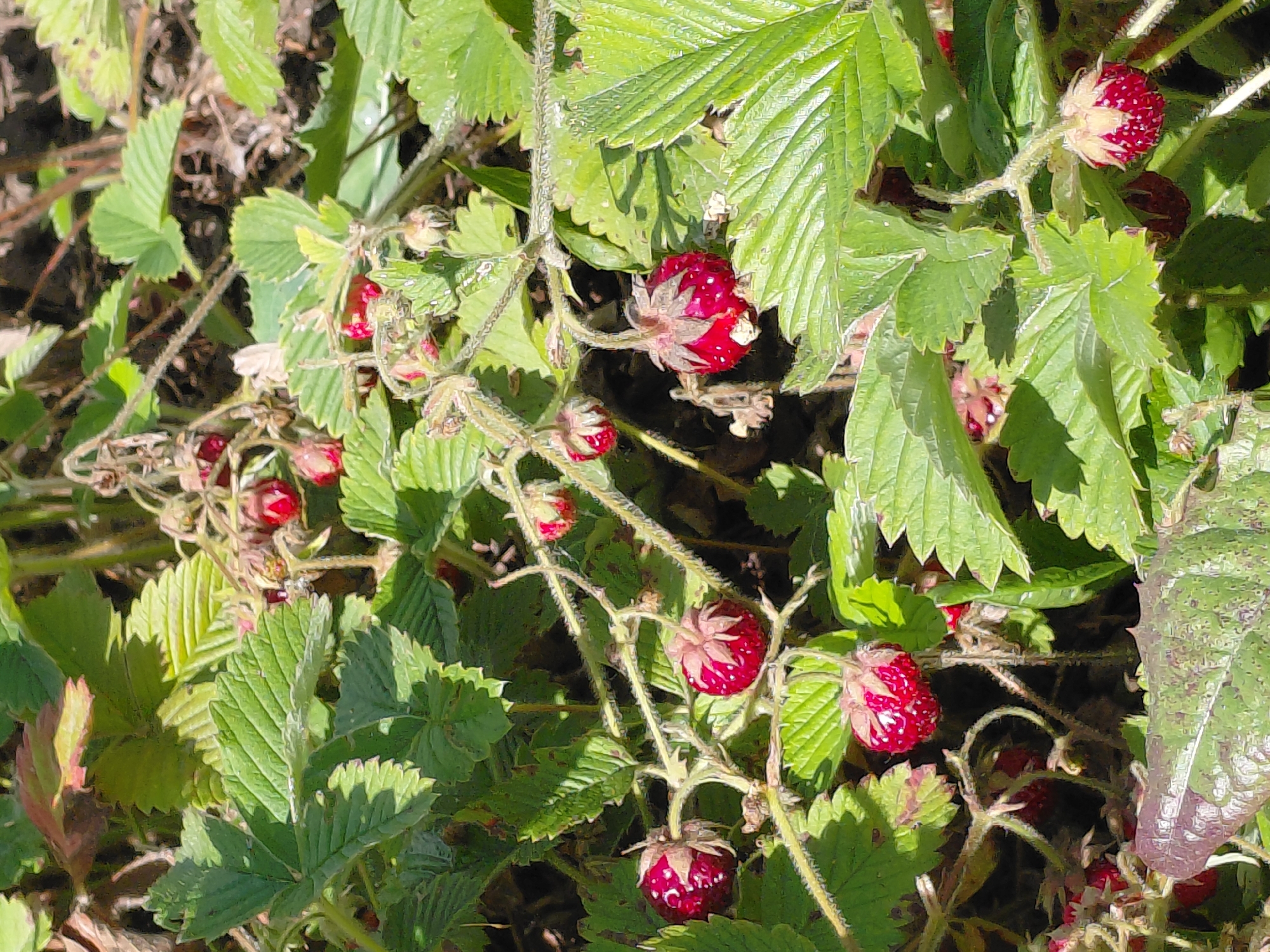 The image shows a close-up view of wild strawberries growing on a plant with green leaves and reddish-brown stems. Several ripe, red strawberries are visible, some with their calyx still attached. The scene appears to be outdoors, likely in a garden or natural setting, under bright sunlight, casting shadows on the foliage. The environment is natural and untamed, suggesting a rural or park area rather than a manicured garden. No people or animals are present in the image. The image is taken in Novosibirsk, Russia.