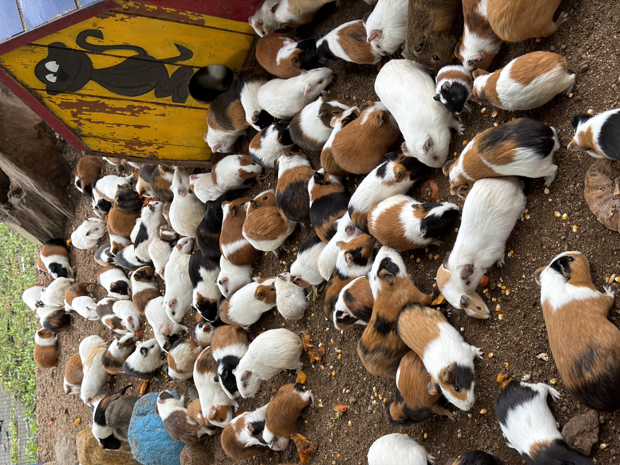 In an outdoor enclosure filled with brown dirt, a large group of guinea pigs are gathered. The guinea pigs vary in color, with common patterns including white, brown, black, and spotted combinations. They are seen eating from scattered grains and what appear to be pieces of dried food. In the background, a brightly painted wooden structure, resembling a small house or playhouse with a cartoon monkey figure on it, is visible. The overall environment suggests a small animal sanctuary or petting zoo. There are no humans or discernible landmarks that specifically place this scene in Khánh Vĩnh, Vietnam.