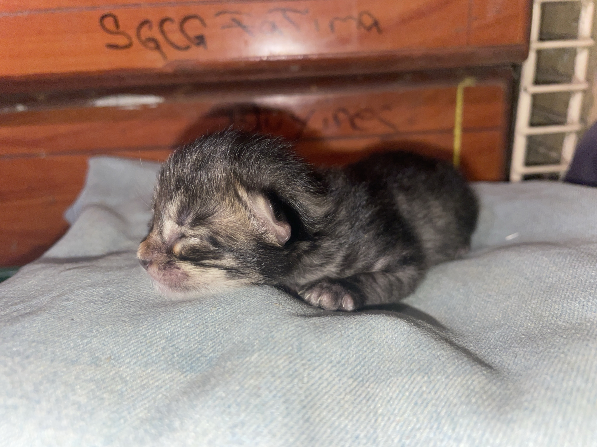 A newborn kitten lies curled on a light blue fabric surface. The kitten is primarily dark gray with stripes and a pink nose. The background includes a wooden surface with writing on it, and a white barred object. Location: Unknown, Unknown.