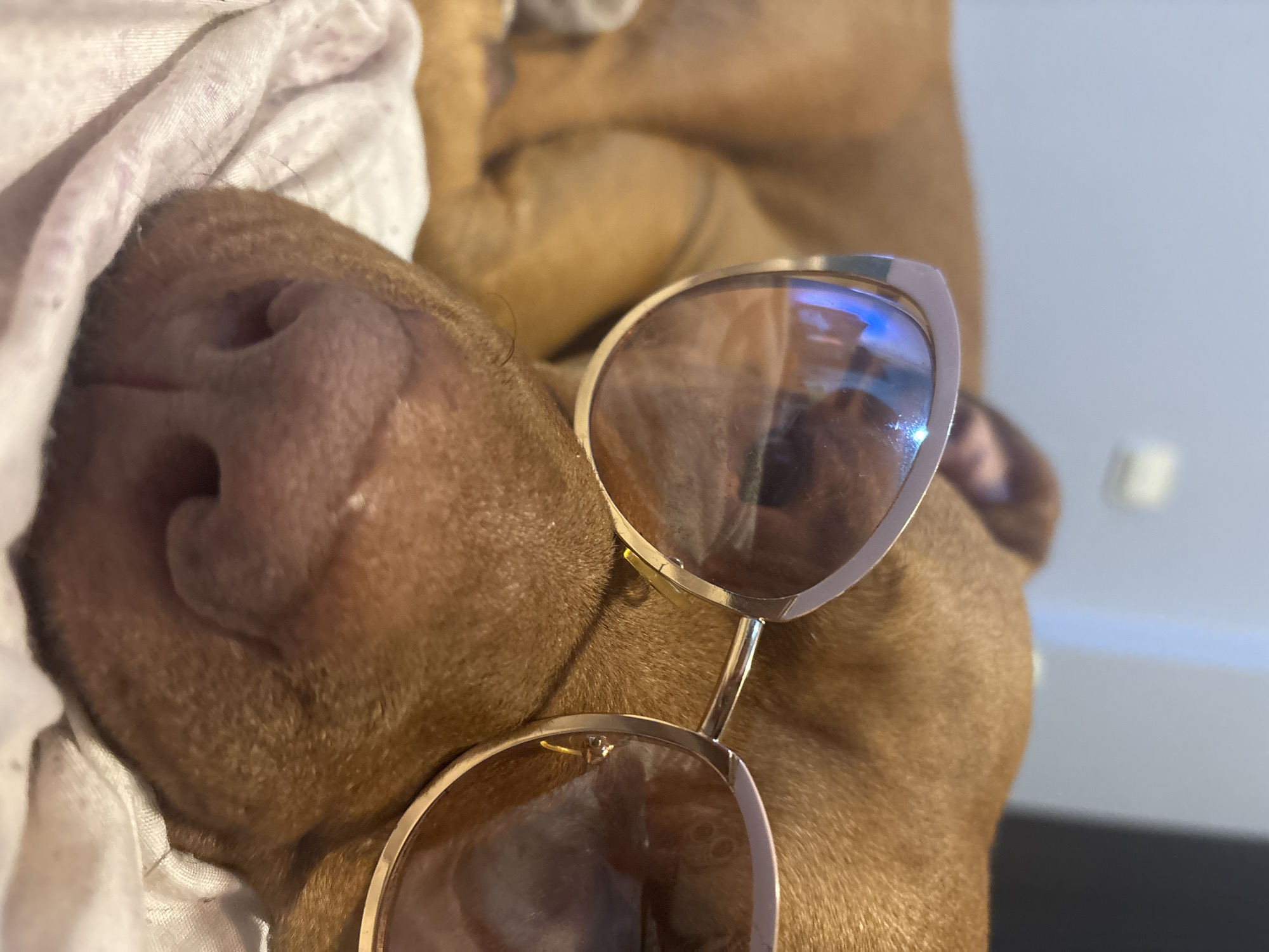 A close-up shot focuses on a brown dog wearing gold-rimmed sunglasses. The dog's nose is prominent and slightly pressed against a white cloth. The sunglasses lenses reflect light, and the dog's fur is smooth and brown. The background is a blurred mix of white and light colors. There is nothing in the image that identifies it to be Sofia, Bulgaria.