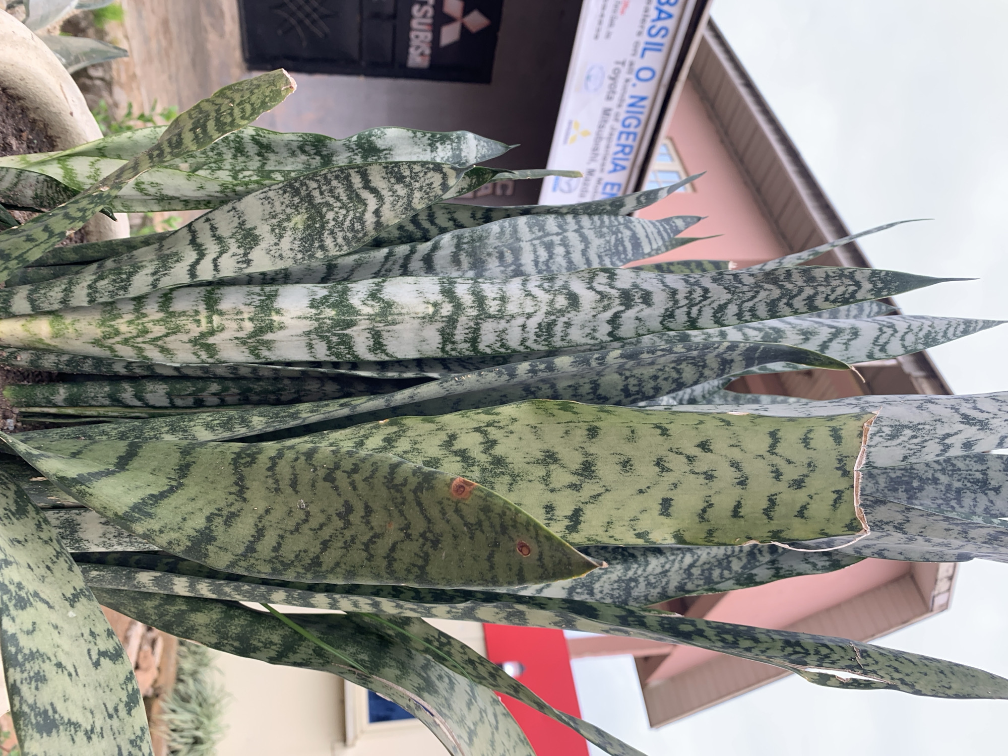 The image presents a close-up view of a large Sansevieria trifasciata (snake plant) with numerous upright, sword-shaped leaves displaying variegated patterns of dark green and lighter green/grey horizontal bands. The plant is contained within a light-colored pot, partially visible in the lower left. Several leaves exhibit minor damage, including truncated or broken tips and two distinct circular brown spots on a prominent leaf in the mid-right foreground. The scene is illuminated by daylight under an overcast sky.
In the background, to the left, is a building with a light-colored facade and a brownish-pink sloped roof. A white horizontal sign is mounted on this building, bearing the blue text "BASIL O. NIGERIA ENTERPRISES." Below this, smaller black text reads "Dealers on all kinds of Japanese Motors," followed by "Toyota Mitsubishi, Mazda," alongside partially visible brand logos. To the left of a dark-colored entrance door, a black sign features the white Mitsubishi triple-diamond logo and the word "MITSUBISHI." Further to the right in the background, another building is visible, sharing a similar brownish-pink roofline and featuring a prominent red section on its facade. The setting is a commercial area, likely an automobile dealership, located in Rafin Par, Nigeria.